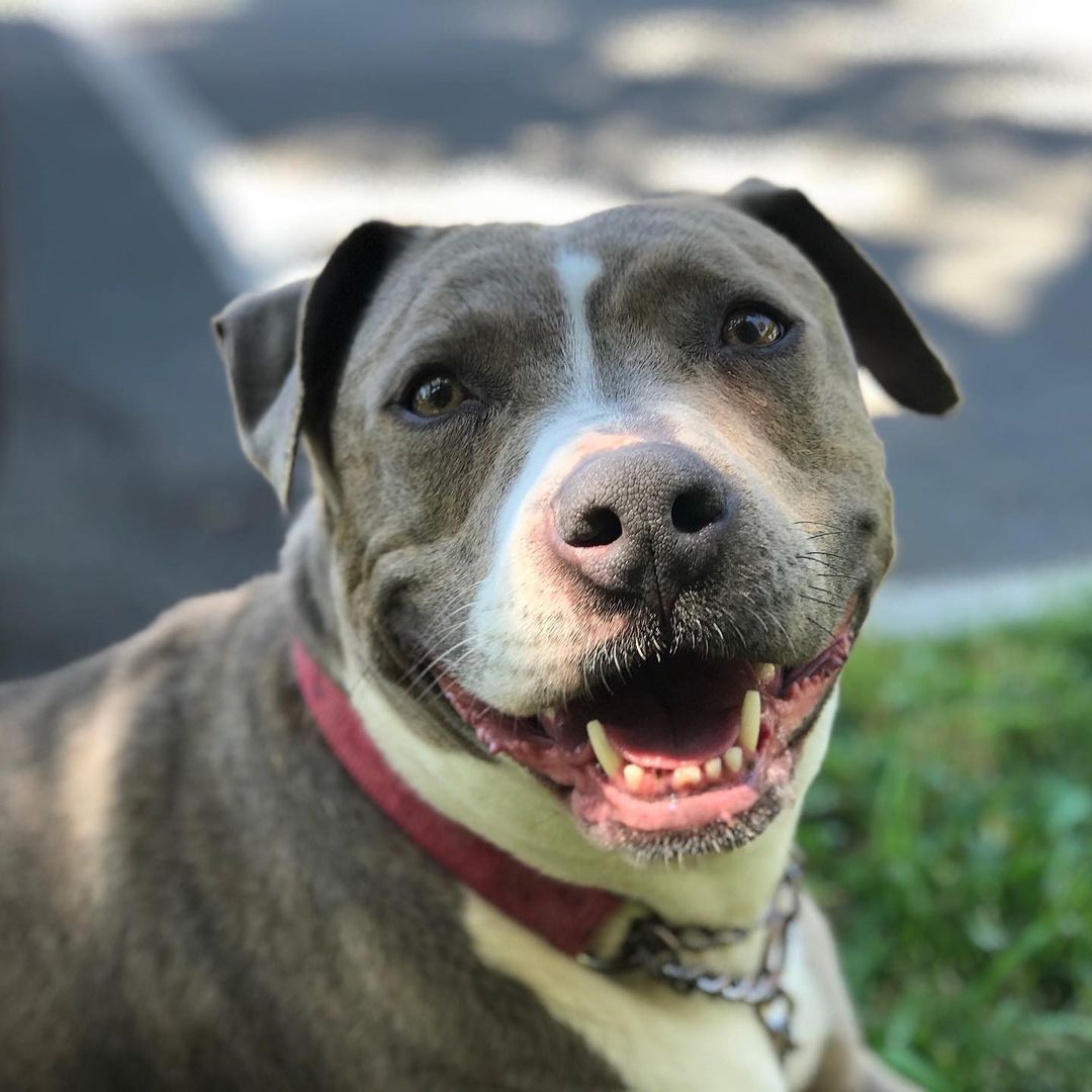 Meet adorable Staffie “Elle”. She is our longest resident so far and we all truly love her. Elle is a sweet sweet girl, who is protective of “her people”, because of this we want only experienced Staffie people for her. She is Approx 3 years old. She came to us with puppies and after all the puppies were adopted out, here Elle stays. She gets along with most dogs (males only and lower key dogs - non-dominate preferred). She does well with young dogs as well. She loves kids as well. She takes a moment to warm up, and like stated before, takes her “protector” job seriously. Ain’t no one going to mess with her family. Once she knows and trusts, she’s golden. Elle is slayed, microchipped, vaccinated, wormed and is well trained. She loves walks, will play ball, and loves rolling in the grass. If you’re interested in Elle, please text your email to: 760-428-2044 or email: freedomrescue1@gmail.com 

<a target='_blank' href='https://www.instagram.com/explore/tags/staffordshirebullterrier/'>#staffordshirebullterrier</a> <a target='_blank' href='https://www.instagram.com/explore/tags/staffygram/'>#staffygram</a> <a target='_blank' href='https://www.instagram.com/explore/tags/staffy/'>#staffy</a> <a target='_blank' href='https://www.instagram.com/explore/tags/staffordshireterrier/'>#staffordshireterrier</a> <a target='_blank' href='https://www.instagram.com/explore/tags/staffordshire/'>#staffordshire</a> <a target='_blank' href='https://www.instagram.com/explore/tags/adoptdontshop/'>#adoptdontshop</a> <a target='_blank' href='https://www.instagram.com/explore/tags/freedomrescuetemecula/'>#freedomrescuetemecula</a>