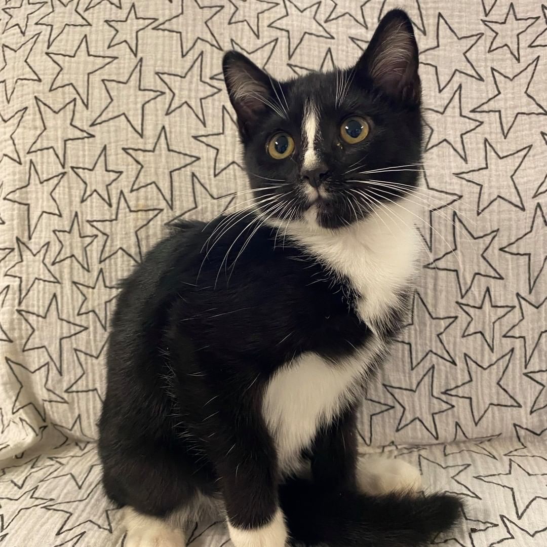 🌟Meet Michael🌟

☺️Michael is little more reserved. But don't let that fool you! Once he is comfortable, all bets are off and he morphs into a sweet, purr baby.

😺😺Michael absolutely loves his siblings and would love to be adopted with one, but he  would also thrive in a home with another, confident, resident cat to befriend.

🥳If you're interested in adoption, please fill out an application: https://forms.gle/NgrVJA3DED9A2JG6A

*All Miss Dixie's Kittens are up-to-date on age-appropriate vaccines, microchipped, and spayed/neutered prior to adoption. All kittens are adopted as pairs or into homes with another playful resident cat.