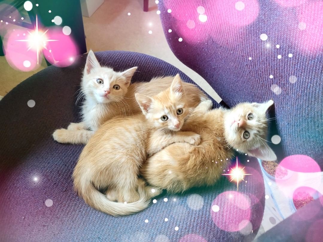 Rocket, Baby Groot, and Starlord say: We can't wait for kitten yoga and we hope you will come to meet us and play with us!  These snuggly, handsome, bright, and sensitive Guardians are coming to your galaxy and KITTEN YOGA! Saturday, Sept. 11.  Kittens arrive at 1:30pm.  Yoga session starts at 3pm. Oddfellows Hall.  All the details here:  https://salmonanimalshelter.com/2021/09/cat-kitten-yoga-is-back-in-2021/ <a target='_blank' href='https://www.instagram.com/explore/tags/salmonanimalshelter/'>#salmonanimalshelter</a>  <a target='_blank' href='https://www.instagram.com/explore/tags/SASkittenyouryogaon/'>#SASkittenyouryogaon</a>  <a target='_blank' href='https://www.instagram.com/explore/tags/lat45crossfit/'>#lat45crossfit</a>