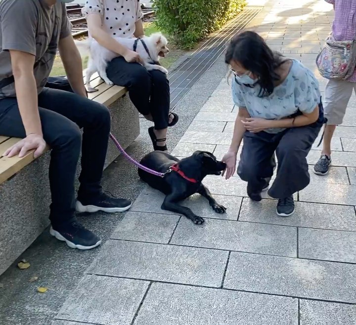 ⭐️ ADOPTED! ⭐️
Meet Onyx! Onyx is adoptable in the SF Bay Area!
.
Quick facts;
Female
40 lbs
3.5 Years Old 
✔️Housebroken
✔️Vaccinated
✔️Microchipped
✔️Dog Friendly
✔️Cat Friendly
✔️OK with Kids 10+
⚠️Can be Shy & Noise Sensitive
⚠️Crate training
.
Onyx was a stray puppy dropped off at a public shelter at just 3 months old, and she stayed at that shelter with no adoption interested for a whopping three years! @haro_tw decided to bail her out of the shelter and get her into foster care, where she would have a better chance of acclimating to home life and being adopted.
.
Having had no exposure to the outside world for so long, Onyx was very shy and noise sensitive when moving to a more urban area. She has done very well decompressing with her foster family, who walk her daily and desensitize her to new environments and sounds, but she can still get spooked by loud unexpected noises. Onyx can be shy and submissive meeting new dogs, but is curious and will approach and sniff them. 
.
Onyx can be shy meeting new people but is curious to sniff and meet new people and accepts pets and handling without any issues. She has warmed up to her foster family very well and is playful (loves toys) and eager to please and do commands for treats. She has no resource guarding and is good on car rides. She is still in the process of learning how to walk nicely on leash.
.
The perfect family for Onyx would be one that can continue building her confidence and training her basic obedience.
. 
If you’re interested in adopting Onyx, please apply at harasf.org/application!
.
.
.
<a target='_blank' href='https://www.instagram.com/explore/tags/adoptable/'>#adoptable</a> <a target='_blank' href='https://www.instagram.com/explore/tags/adoptme/'>#adoptme</a> <a target='_blank' href='https://www.instagram.com/explore/tags/adoptabledog/'>#adoptabledog</a> <a target='_blank' href='https://www.instagram.com/explore/tags/adoptablepuppy/'>#adoptablepuppy</a> <a target='_blank' href='https://www.instagram.com/explore/tags/mixeddog/'>#mixeddog</a> <a target='_blank' href='https://www.instagram.com/explore/tags/spitzmix/'>#spitzmix</a> <a target='_blank' href='https://www.instagram.com/explore/tags/sfbayarea/'>#sfbayarea</a> <a target='_blank' href='https://www.instagram.com/explore/tags/adoptabledogsofinstagram/'>#adoptabledogsofinstagram</a> <a target='_blank' href='https://www.instagram.com/explore/tags/taiwanrescuedog/'>#taiwanrescuedog</a> <a target='_blank' href='https://www.instagram.com/explore/tags/taiwaneserescuedog/'>#taiwaneserescuedog</a> <a target='_blank' href='https://www.instagram.com/explore/tags/fmd/'>#fmd</a> <a target='_blank' href='https://www.instagram.com/explore/tags/formosanmountaindog/'>#formosanmountaindog</a>