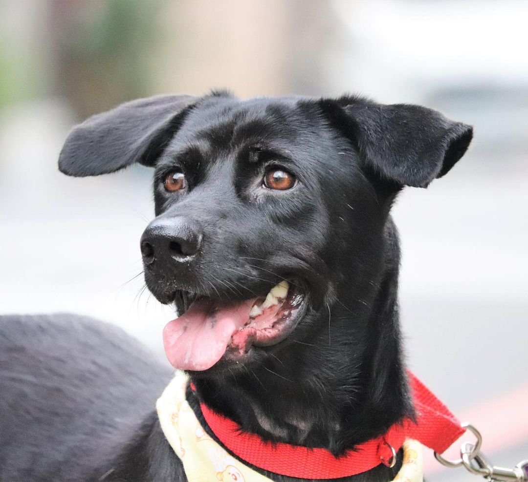 ⭐️ ADOPTED! ⭐️
Meet Onyx! Onyx is adoptable in the SF Bay Area!
.
Quick facts;
Female
40 lbs
3.5 Years Old 
✔️Housebroken
✔️Vaccinated
✔️Microchipped
✔️Dog Friendly
✔️Cat Friendly
✔️OK with Kids 10+
⚠️Can be Shy & Noise Sensitive
⚠️Crate training
.
Onyx was a stray puppy dropped off at a public shelter at just 3 months old, and she stayed at that shelter with no adoption interested for a whopping three years! @haro_tw decided to bail her out of the shelter and get her into foster care, where she would have a better chance of acclimating to home life and being adopted.
.
Having had no exposure to the outside world for so long, Onyx was very shy and noise sensitive when moving to a more urban area. She has done very well decompressing with her foster family, who walk her daily and desensitize her to new environments and sounds, but she can still get spooked by loud unexpected noises. Onyx can be shy and submissive meeting new dogs, but is curious and will approach and sniff them. 
.
Onyx can be shy meeting new people but is curious to sniff and meet new people and accepts pets and handling without any issues. She has warmed up to her foster family very well and is playful (loves toys) and eager to please and do commands for treats. She has no resource guarding and is good on car rides. She is still in the process of learning how to walk nicely on leash.
.
The perfect family for Onyx would be one that can continue building her confidence and training her basic obedience.
. 
If you’re interested in adopting Onyx, please apply at harasf.org/application!
.
.
.
<a target='_blank' href='https://www.instagram.com/explore/tags/adoptable/'>#adoptable</a> <a target='_blank' href='https://www.instagram.com/explore/tags/adoptme/'>#adoptme</a> <a target='_blank' href='https://www.instagram.com/explore/tags/adoptabledog/'>#adoptabledog</a> <a target='_blank' href='https://www.instagram.com/explore/tags/adoptablepuppy/'>#adoptablepuppy</a> <a target='_blank' href='https://www.instagram.com/explore/tags/mixeddog/'>#mixeddog</a> <a target='_blank' href='https://www.instagram.com/explore/tags/spitzmix/'>#spitzmix</a> <a target='_blank' href='https://www.instagram.com/explore/tags/sfbayarea/'>#sfbayarea</a> <a target='_blank' href='https://www.instagram.com/explore/tags/adoptabledogsofinstagram/'>#adoptabledogsofinstagram</a> <a target='_blank' href='https://www.instagram.com/explore/tags/taiwanrescuedog/'>#taiwanrescuedog</a> <a target='_blank' href='https://www.instagram.com/explore/tags/taiwaneserescuedog/'>#taiwaneserescuedog</a> <a target='_blank' href='https://www.instagram.com/explore/tags/fmd/'>#fmd</a> <a target='_blank' href='https://www.instagram.com/explore/tags/formosanmountaindog/'>#formosanmountaindog</a>