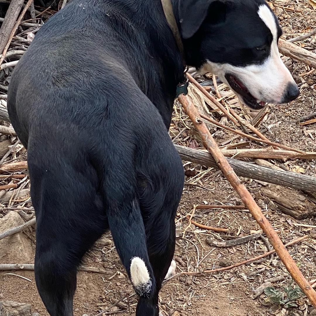 How could you say No to this love bug? This amazing Border Collie X is so smart, so loving, so willing, yet had a very hard start to life. He is about 1.5 years old and the first 10 months of his life were tied to a chain and not loved which made him untrusting. Thankfully, he is treat motivated, so he comes around pretty quickly with people. Chop loves tummy rubs, and huge hugs, and kisses. He is eager to please, get me along with most other dogs. He is neutered, microchipped, wormed, up to date on vaccines, knows his basic commands and just a super smart pup ready for any obstacle course. If interested just text your email addy to: 760-428-2044 and say CHOP <a target='_blank' href='https://www.instagram.com/explore/tags/bordercolliesofinstagram/'>#bordercolliesofinstagram</a> <a target='_blank' href='https://www.instagram.com/explore/tags/bordercollies/'>#bordercollies</a> <a target='_blank' href='https://www.instagram.com/explore/tags/adoptdontshop/'>#adoptdontshop</a> <a target='_blank' href='https://www.instagram.com/explore/tags/adoptme/'>#adoptme</a> <a target='_blank' href='https://www.instagram.com/explore/tags/takemehome/'>#takemehome</a>