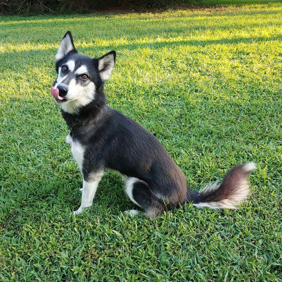 Meet Andy (as in Andromache). She is new here, about 1.5 years old and sweet as can be despite her current condition. ❤❤ She was rescued with an embedded collar which has been stitched up and needs to heal and she is also heartworm-positive. She will be available for adoption in a few months. (But you can come visit!) <a target='_blank' href='https://www.instagram.com/explore/tags/graphicpictures/'>#graphicpictures</a> <a target='_blank' href='https://www.instagram.com/explore/tags/gorgeoushusky/'>#gorgeoushusky</a> 
.
.
.
.
.
<a target='_blank' href='https://www.instagram.com/explore/tags/singingdogfarm/'>#singingdogfarm</a> <a target='_blank' href='https://www.instagram.com/explore/tags/singingdogfarmrescue/'>#singingdogfarmrescue</a> <a target='_blank' href='https://www.instagram.com/explore/tags/huskyrescue/'>#huskyrescue</a> <a target='_blank' href='https://www.instagram.com/explore/tags/adoptablehusky/'>#adoptablehusky</a> <a target='_blank' href='https://www.instagram.com/explore/tags/rescuehuskies/'>#rescuehuskies</a> <a target='_blank' href='https://www.instagram.com/explore/tags/nchuskies/'>#nchuskies</a> <a target='_blank' href='https://www.instagram.com/explore/tags/huskiesareawesome/'>#huskiesareawesome</a> <a target='_blank' href='https://www.instagram.com/explore/tags/adoptahusky/'>#adoptahusky</a> <a target='_blank' href='https://www.instagram.com/explore/tags/adoptablehuskies/'>#adoptablehuskies</a> <a target='_blank' href='https://www.instagram.com/explore/tags/siberianhusky/'>#siberianhusky</a> <a target='_blank' href='https://www.instagram.com/explore/tags/siberianhuskydogs/'>#siberianhuskydogs</a> <a target='_blank' href='https://www.instagram.com/explore/tags/ncdogs/'>#ncdogs</a> <a target='_blank' href='https://www.instagram.com/explore/tags/rescuedogs/'>#rescuedogs</a> <a target='_blank' href='https://www.instagram.com/explore/tags/huskiesofinstagram/'>#huskiesofinstagram</a> <a target='_blank' href='https://www.instagram.com/explore/tags/huskiesofig/'>#huskiesofig</a> <a target='_blank' href='https://www.instagram.com/explore/tags/ncrescuedogs/'>#ncrescuedogs</a>