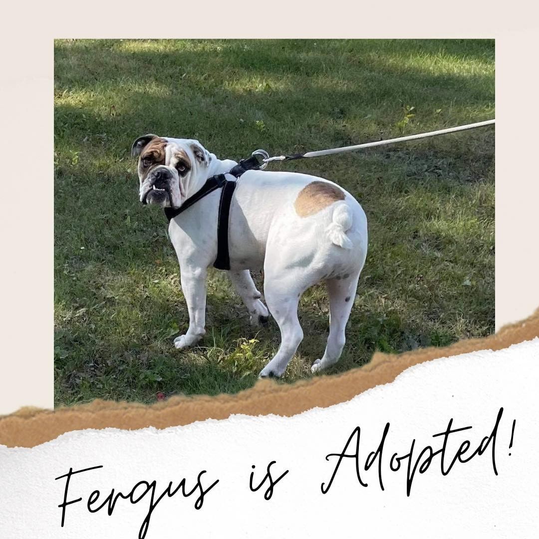 We are happy to announce that Fergus has been adopted! 

A word from his new family- 

He’s a big ol bull in a China shop but he fits perfect. We love him. A huge thank you to you folks at ABR for taking care of him through his transition to us. We feel he is meant to be here. 

Yay Fergus! We wish you all the love and luck in your new furever home!