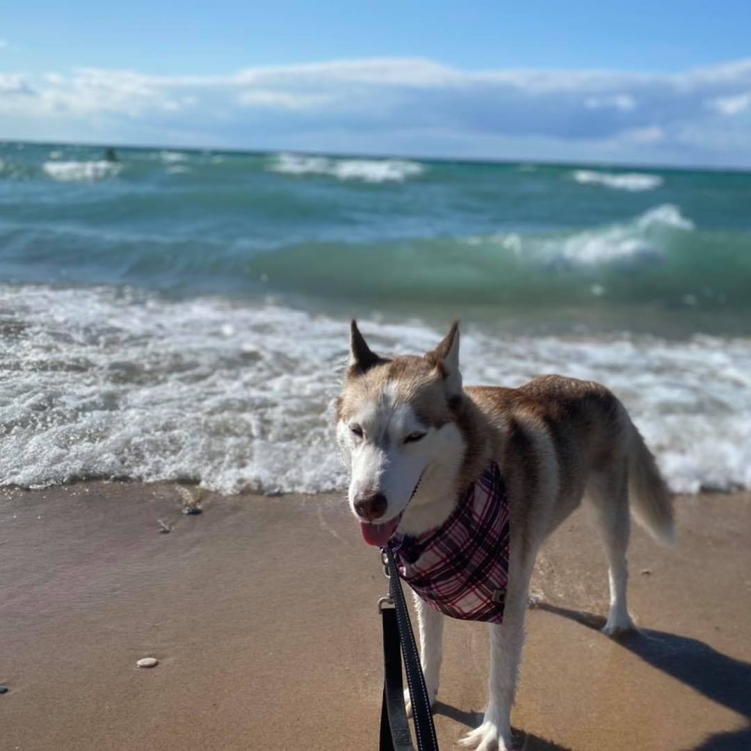 We had an AWESOME donation of food from our friends at Harbor Humane, thank you again Del, you are PAWSOME! 
And the bonus was Bill and his lovely wife Lindsey Riley brought Hope with them for the food delivery!!! It’s been a year since I saw Hope last, and yes, she’s still the Princess 👑 🥰, and she and her family got in some beach time after their visit!
And then little Sam stopped by to see Hope and Winter, and his mom Danae brought presents for everyone!  I snuck a photo of Sam with his new friend Phoenix from his moms page😉, because I was so engaged in listening to him I forgot to take a photo!🤦🏼‍♀️
What a wonderful holiday weekend we are having!  I hope you are all enjoying the holiday as much as we are!
Happy Labor Day! <a target='_blank' href='https://www.instagram.com/explore/tags/labordayweekend/'>#labordayweekend</a> <a target='_blank' href='https://www.instagram.com/explore/tags/LaborDay/'>#LaborDay</a> <a target='_blank' href='https://www.instagram.com/explore/tags/harborhumane/'>#harborhumane</a> <a target='_blank' href='https://www.instagram.com/explore/tags/tinasbedandbiscuit/'>#tinasbedandbiscuit</a> <a target='_blank' href='https://www.instagram.com/explore/tags/rescuedogsofinstagram/'>#rescuedogsofinstagram</a> <a target='_blank' href='https://www.instagram.com/explore/tags/rescuedogs/'>#rescuedogs</a> <a target='_blank' href='https://www.instagram.com/explore/tags/donate/'>#donate</a>