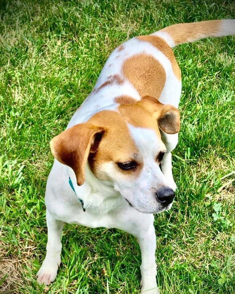 Meet Toby, a two year old adorable beagle mix who entered our rescue approx 4 months ago.  Toby arrived quite emaciated, very nervous and frightened. He clearly received little time or attention from whoever owned him. Yet in spite of his neglect, Toby’s ability to make progress in such a short time leaves his fosters amazed and proud of him.

From the day Toby stepped into his foster home, he never had an accident.  He paid close attention to his four legged foster siblings, and quickly learned how to be his true self.  Toby had to know his life was about to change for the better, and he wasn’t about to mess up his chances.

Now, Toby is ready to find his own family.  He has become very comfortable in his own skin, loves people and wants to meet other dogs when out for long walks or hikes. He loves to run, romp and play, go trailing/hiking, for long walks and enjoys the company of friends and visitors.

Toby will let his family know if someone is approaching the house, and bark with excitement to welcome guests, but he is not a big barker.  He is extremely loving, smart, friendly, curious and makes a great snuggling buddy. 

This little bundle of pure joy has learned basic commands like sit, stay and come, loves sitting on your lap, going on adventures,  and playing silly games. He makes his fosters laugh and smile all the time.  And frankly, they find him to be just perfect in every way. 

Toby has not been around infants or small children while in foster care, but his fosters are confident he would do fine in a home with children older than pre-schoolers.  He can run fast, so a home where children know to be careful around entry/exit doors may be best.  We do not know if Toby is good with cats, but he can be tested for that of there’s a cat owner/adopter interested.

If you are interested in Toby, please go to our website at: 

www.furryfriendsnetwork.com/

Be sure to read our Core Values prior to submitting an online application.

www.furryfriendsnetwork.com/adopt/our-expectations.