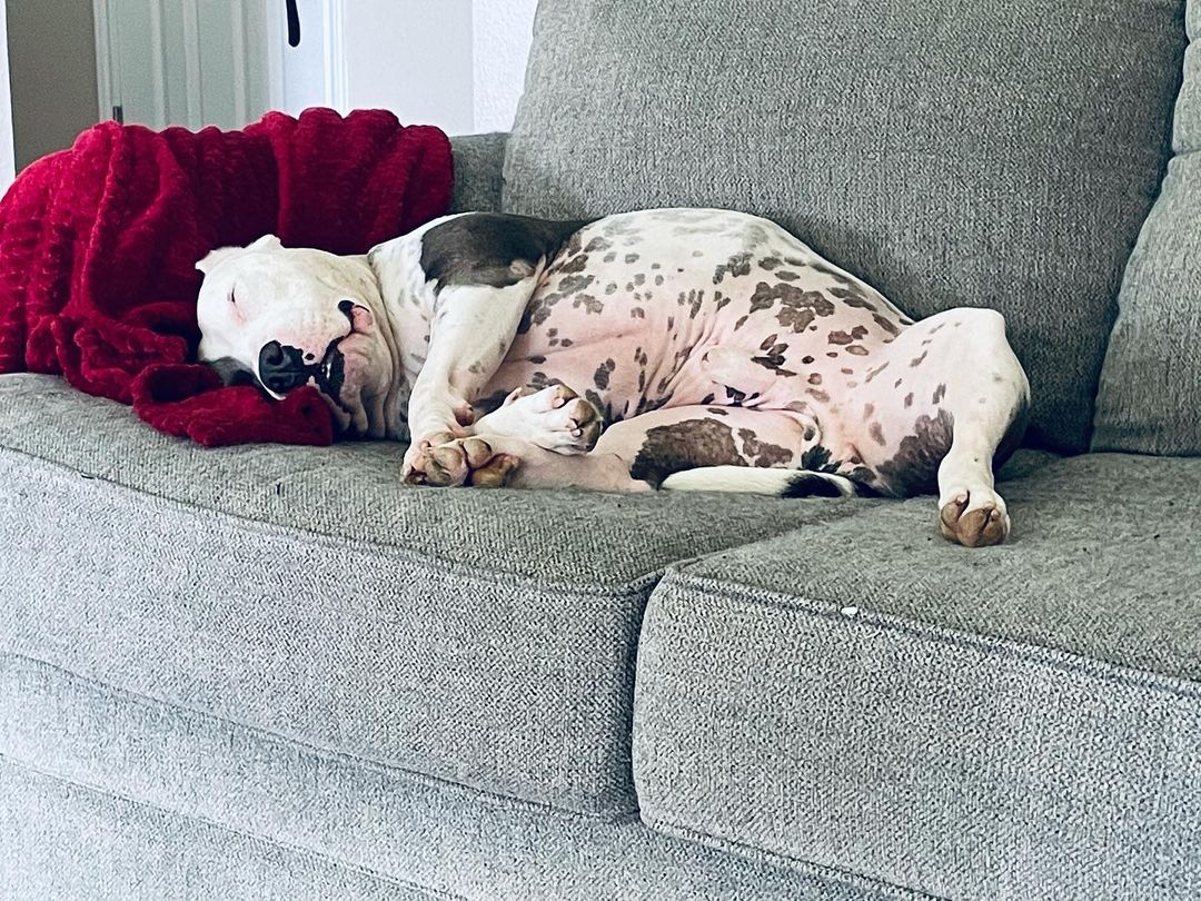 .
Happy Saturday friends! ☀️ 🐶 

This is how <a target='_blank' href='https://www.instagram.com/explore/tags/bbralumni/'>#bbralumni</a> LOKI “chills” while his humans clean and cook! He sure is living the life every dog deserves!💕

Like a BOSS! 😂 😎

Loki was saved thanks to everyone’s donations and volunteers! If you want to make a difference in a dogs life, there is so many ways you can help! 

🌟 DONATE. 🌟FOSTER
🌟 VOLUNTEER 🌟NETWORK

Without your help, we can’t help dogs like Loki. Help BBR keep their doors open! 🙏🏻

➡️Website on bio! Apply or donate today and be part of our mission!
.
.
.
<a target='_blank' href='https://www.instagram.com/explore/tags/BraveBullyRescue/'>#BraveBullyRescue</a> <a target='_blank' href='https://www.instagram.com/explore/tags/Advocate/'>#Advocate</a> <a target='_blank' href='https://www.instagram.com/explore/tags/Educate/'>#Educate</a> <a target='_blank' href='https://www.instagram.com/explore/tags/Rescue/'>#Rescue</a> <a target='_blank' href='https://www.instagram.com/explore/tags/Adopt/'>#Adopt</a> <a target='_blank' href='https://www.instagram.com/explore/tags/cowardsfightpitbulls/'>#cowardsfightpitbulls</a> <a target='_blank' href='https://www.instagram.com/explore/tags/thecourageousfightforthem/'>#thecourageousfightforthem</a> <a target='_blank' href='https://www.instagram.com/explore/tags/RescueIsMyFavoriteBreed/'>#RescueIsMyFavoriteBreed</a> <a target='_blank' href='https://www.instagram.com/explore/tags/PunishTheDeedNotTheBreed/'>#PunishTheDeedNotTheBreed</a> <a target='_blank' href='https://www.instagram.com/explore/tags/AdoptDontShop/'>#AdoptDontShop</a> <a target='_blank' href='https://www.instagram.com/explore/tags/bullylove/'>#bullylove</a> <a target='_blank' href='https://www.instagram.com/explore/tags/PitBullLife/'>#PitBullLife</a> <a target='_blank' href='https://www.instagram.com/explore/tags/PitBullsRock/'>#PitBullsRock</a> <a target='_blank' href='https://www.instagram.com/explore/tags/BraveBullyRescueRocks/'>#BraveBullyRescueRocks</a> <a target='_blank' href='https://www.instagram.com/explore/tags/pitbullsofinstagram/'>#pitbullsofinstagram</a> <a target='_blank' href='https://www.instagram.com/explore/tags/DontBullyMyBreed/'>#DontBullyMyBreed</a> <a target='_blank' href='https://www.instagram.com/explore/tags/FostersAreHeroes/'>#FostersAreHeroes</a> <a target='_blank' href='https://www.instagram.com/explore/tags/FostersSaveLives/'>#FostersSaveLives</a> <a target='_blank' href='https://www.instagram.com/explore/tags/makepitbullsgreatagain/'>#makepitbullsgreatagain</a> <a target='_blank' href='https://www.instagram.com/explore/tags/pitbullslivesmatter/'>#pitbullslivesmatter</a> <a target='_blank' href='https://www.instagram.com/explore/tags/donateforacause/'>#donateforacause</a> <a target='_blank' href='https://www.instagram.com/explore/tags/endanimalcruelty/'>#endanimalcruelty</a>