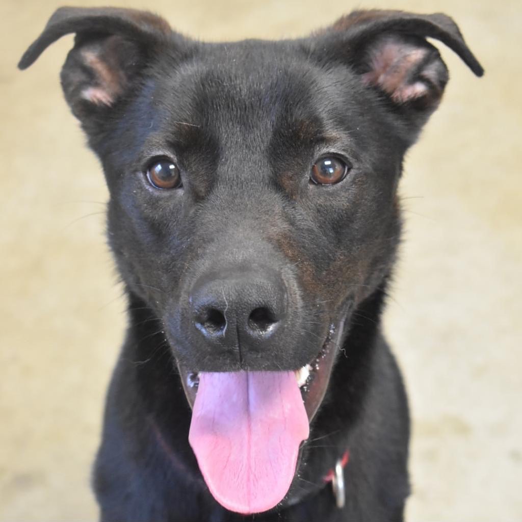 We’ve got quite a lot of available dogs looking for their furever homes! Make an appointment to come check out these sweet furballs! 
Hurry! our $99 promotion ends on September 23rd!

Make appointment here: https://app.waitwhile.com/book/adoptionportal