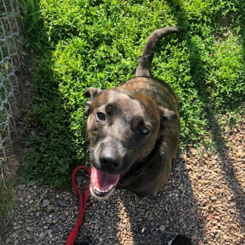 Meet Nova! Nova is the cutest little lab mix that is estimated to be around 2 years old. She is such a sweet girl that loves women and children; however, she is scared of men and we are unsure of what happened with her previous male owner to make her afraid. We are working on overcoming that fear with her and she is starting to make some progress! Nova would do best as the only animal in the home. Nova loves to go on walks and would even be content running around in a fenced in yard where she can play an endless game of fetch. Nova is so sweet and loves to give kisses and cuddles. We would love to find the perfect home for her that will continue to work with her and give her a loving home.
If you are interested in adopting Nova, please fill out an adoption application on our website: www.TheAnimalHavenCT.org or contact us for more information 🐾