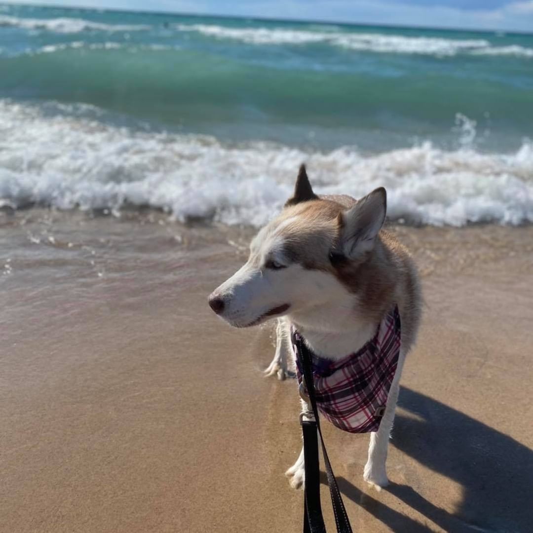 We had an AWESOME donation of food from our friends at Harbor Humane, thank you again Del, you are PAWSOME! 
And the bonus was Bill and his lovely wife Lindsey Riley brought Hope with them for the food delivery!!! It’s been a year since I saw Hope last, and yes, she’s still the Princess 👑 🥰, and she and her family got in some beach time after their visit!
And then little Sam stopped by to see Hope and Winter, and his mom Danae brought presents for everyone!  I snuck a photo of Sam with his new friend Phoenix from his moms page😉, because I was so engaged in listening to him I forgot to take a photo!🤦🏼‍♀️
What a wonderful holiday weekend we are having!  I hope you are all enjoying the holiday as much as we are!
Happy Labor Day! <a target='_blank' href='https://www.instagram.com/explore/tags/labordayweekend/'>#labordayweekend</a> <a target='_blank' href='https://www.instagram.com/explore/tags/LaborDay/'>#LaborDay</a> <a target='_blank' href='https://www.instagram.com/explore/tags/harborhumane/'>#harborhumane</a> <a target='_blank' href='https://www.instagram.com/explore/tags/tinasbedandbiscuit/'>#tinasbedandbiscuit</a> <a target='_blank' href='https://www.instagram.com/explore/tags/rescuedogsofinstagram/'>#rescuedogsofinstagram</a> <a target='_blank' href='https://www.instagram.com/explore/tags/rescuedogs/'>#rescuedogs</a> <a target='_blank' href='https://www.instagram.com/explore/tags/donate/'>#donate</a>