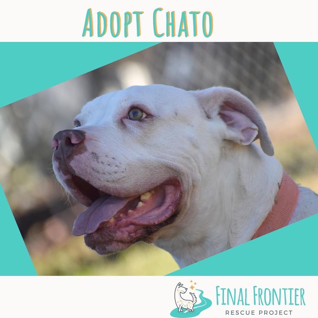 What's your ideal long weekend? If it is hanging out at home, reading, gardening, watching tv, working on a project, cooking, being alone but not lonely...

We have some dogs who would love to enhance that experience, dogs who really just need one or two people as their companions, who appreciate peace and quiet and solitude.

Like Chato. Chato's has been stuck in the labyrinth of the shelter/rescue system for the past several years, going from shelter to shelter to sanctuary to rescue. Every route through the maze has turned into a dead end, and he needs all our help to find his way out. Chato is a sensitive guy who  gets very freaked out if he feels threatened. It's not hard to keep him feeling safe, but he does need the right home. Chato needs a calm, reassuring human as his adopter. He needs a quiet home, and he would do fine with a friendly, confident female dog to be his buddy (and maybe another source of reassurance). Chato doesn't need walks; he just needs a fenced yard, a big soft cushy bed, and a person who appreciates and loves him.

Chato's about 6 years old, 70 pounds, and really way overdue for a guide out of the shelter/rescue maze and into a safe and loving home. Message us!
<a target='_blank' href='https://www.instagram.com/explore/tags/austintexas/'>#austintexas</a> <a target='_blank' href='https://www.instagram.com/explore/tags/fosteringsaveslives/'>#fosteringsaveslives</a> <a target='_blank' href='https://www.instagram.com/explore/tags/americanbulldogmix/'>#americanbulldogmix</a> <a target='_blank' href='https://www.instagram.com/explore/tags/sensitiveguy/'>#sensitiveguy</a> <a target='_blank' href='https://www.instagram.com/explore/tags/sensitivedog/'>#sensitivedog</a>