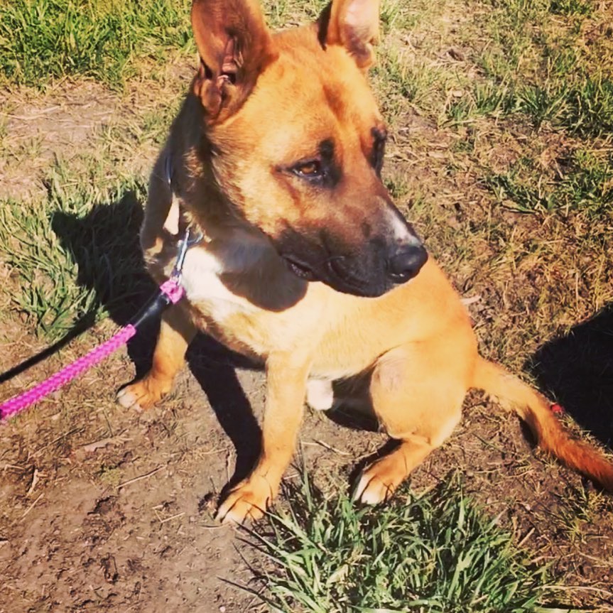 Meet Jax!

Jax is a 1-year-old Shepherd mix. Even in the stress of the kennels, Jax is the sweetest boy. He craves time with people and would make the ultimate companion. He has been friendly with other dogs and every human he has met, although if another dog picks a fight with him, he is not submissive about it. He came in as a stray, and we are shocked no one ever came to track such a wonderful dog down. He's still young and does need work on not jumping up and minding the leash. He would not be good for a home with cats.

Visit bmhumane.org to put in an application to give this sweet boy his <a target='_blank' href='https://www.instagram.com/explore/tags/furreverhome/'>#furreverhome</a>!

<a target='_blank' href='https://www.instagram.com/explore/tags/BMHADogs/'>#BMHADogs</a> <a target='_blank' href='https://www.instagram.com/explore/tags/rescuedogsofinstagram/'>#rescuedogsofinstagram</a>