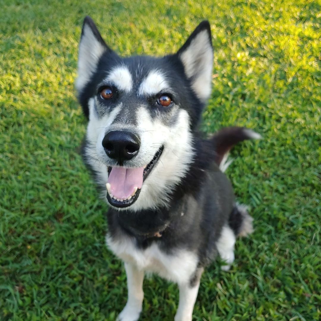 Meet Andy (as in Andromache). She is new here, about 1.5 years old and sweet as can be despite her current condition. ❤❤ She was rescued with an embedded collar which has been stitched up and needs to heal and she is also heartworm-positive. She will be available for adoption in a few months. (But you can come visit!) <a target='_blank' href='https://www.instagram.com/explore/tags/graphicpictures/'>#graphicpictures</a> <a target='_blank' href='https://www.instagram.com/explore/tags/gorgeoushusky/'>#gorgeoushusky</a> 
.
.
.
.
.
<a target='_blank' href='https://www.instagram.com/explore/tags/singingdogfarm/'>#singingdogfarm</a> <a target='_blank' href='https://www.instagram.com/explore/tags/singingdogfarmrescue/'>#singingdogfarmrescue</a> <a target='_blank' href='https://www.instagram.com/explore/tags/huskyrescue/'>#huskyrescue</a> <a target='_blank' href='https://www.instagram.com/explore/tags/adoptablehusky/'>#adoptablehusky</a> <a target='_blank' href='https://www.instagram.com/explore/tags/rescuehuskies/'>#rescuehuskies</a> <a target='_blank' href='https://www.instagram.com/explore/tags/nchuskies/'>#nchuskies</a> <a target='_blank' href='https://www.instagram.com/explore/tags/huskiesareawesome/'>#huskiesareawesome</a> <a target='_blank' href='https://www.instagram.com/explore/tags/adoptahusky/'>#adoptahusky</a> <a target='_blank' href='https://www.instagram.com/explore/tags/adoptablehuskies/'>#adoptablehuskies</a> <a target='_blank' href='https://www.instagram.com/explore/tags/siberianhusky/'>#siberianhusky</a> <a target='_blank' href='https://www.instagram.com/explore/tags/siberianhuskydogs/'>#siberianhuskydogs</a> <a target='_blank' href='https://www.instagram.com/explore/tags/ncdogs/'>#ncdogs</a> <a target='_blank' href='https://www.instagram.com/explore/tags/rescuedogs/'>#rescuedogs</a> <a target='_blank' href='https://www.instagram.com/explore/tags/huskiesofinstagram/'>#huskiesofinstagram</a> <a target='_blank' href='https://www.instagram.com/explore/tags/huskiesofig/'>#huskiesofig</a> <a target='_blank' href='https://www.instagram.com/explore/tags/ncrescuedogs/'>#ncrescuedogs</a>