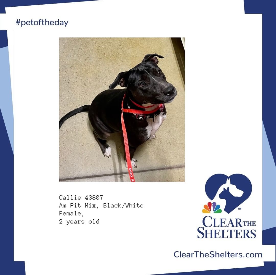 Callie <a target='_blank' href='https://www.instagram.com/explore/tags/petoftheday/'>#petoftheday</a> <a target='_blank' href='https://www.instagram.com/explore/tags/cleartheshelters/'>#cleartheshelters</a> @greatergoodcharities  @werescue.pet  @hillspet @iheartdogscom