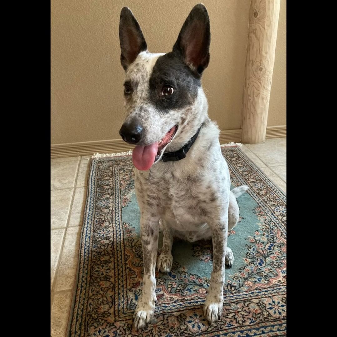 Nino - Courtesy Listing

Hello!  I'm Nino, a 6 year old Blue Heeler mix who needs a new home.  I'm lovable, exuberant and super smart.  I was found on the Navajo reservation and adopted when I was little.  My current human isn't able to take me outside to walk or play very often.  When we do play, I get so excited that I jump on her - and she has some health issues, so that isn't good.  What I really need is to live with people who would walk me and play with me more.  I already know basic commands like sit and place.  I just need some work on recall and heel.  The trainers say I'm highly trainable!

I love snuggling on the couch with my humans when they watch TV.  My favorite show is 