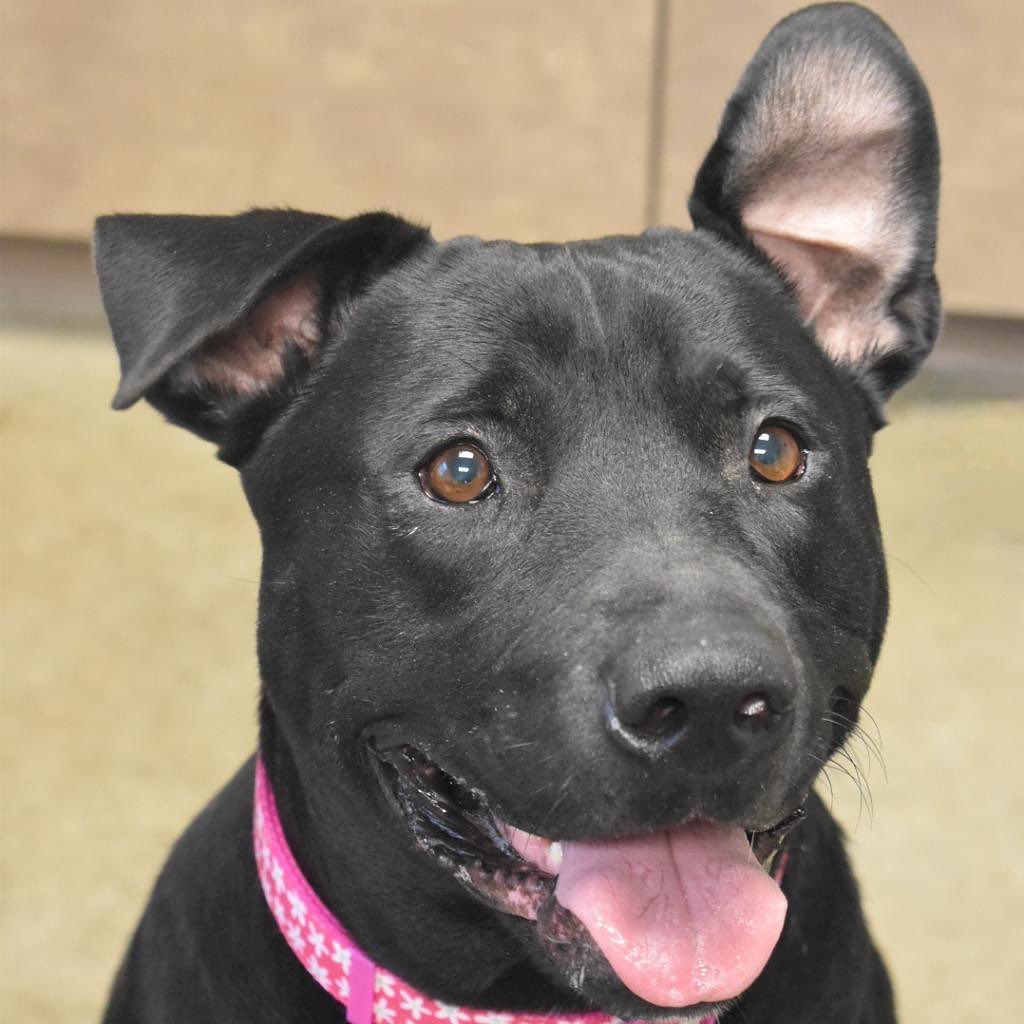 We’ve got quite a lot of available dogs looking for their furever homes! Make an appointment to come check out these sweet furballs! 
Hurry! our $99 promotion ends on September 23rd!

Make appointment here: https://app.waitwhile.com/book/adoptionportal