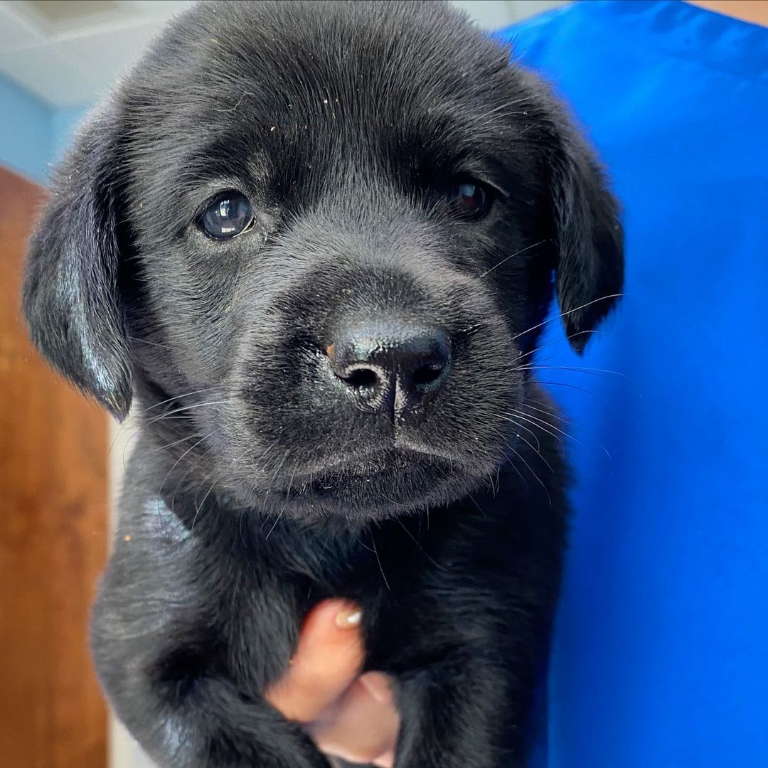 Meet the Pretty in Pink Litter.  Miss Andie,  Mr Duckie and Mr Blane.  They are about 7 to 8 weeks old now.  Mr Blane will need a vascular ring anomaly operation.  He is the sweetest little baby. No donation is too small. ❤️❤️❤️
https://labradorfriends.com/donate-2/