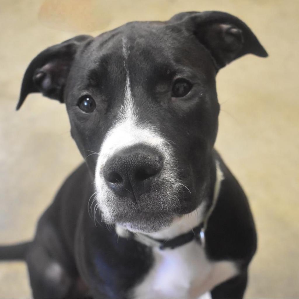 We’ve got quite a lot of available dogs looking for their furever homes! Make an appointment to come check out these sweet furballs! 
Hurry! our $99 promotion ends on September 23rd!

Make appointment here: https://app.waitwhile.com/book/adoptionportal