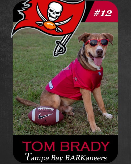 Calling all talent scouts!  Check out this free agent looking to sign with a home team!  Tom Brady is a handsome and athletic dog who loves to run and chase footballs.  This BARKaneer needs a team who will make sure he gets plenty of exercise!  Tom Brady is a team player and gets along great with both two- and four-legged teammates.  After a big game, Tom enjoys curling up with his people for some post-game snuggles.  Tom Brady is 68lbs, two years old, and neutered.  Will you be the one to welcome this star quarterback to your team?