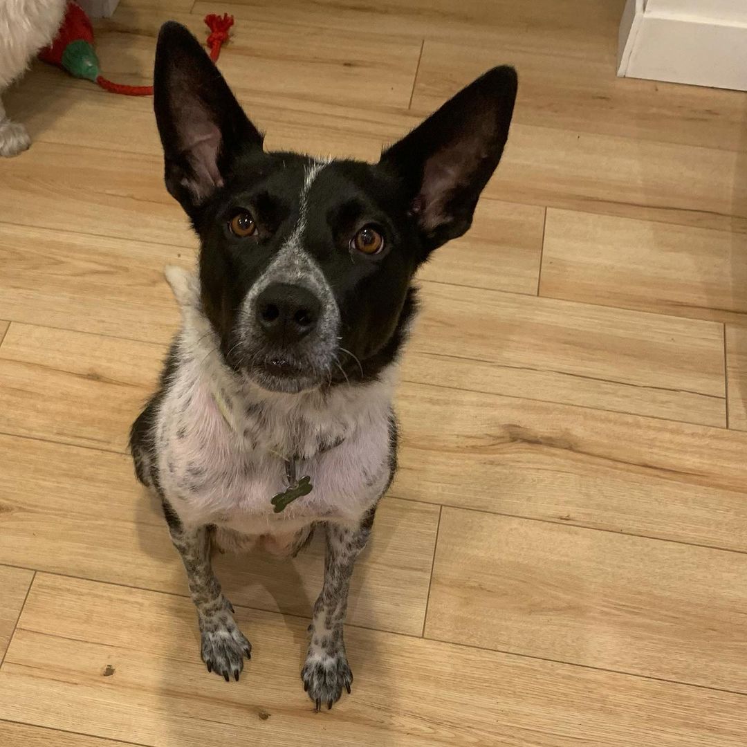 ADOPTED!!
ADOPTABLE✨
Meet Nova!
This darling little Cattle dog mix is ready to be the center of your universe. Nova is an active + incredibly smart girl who loves nothing more than playing fetch, learning new things & being with her people. Her history is a mystery but we do know that she just gave birth to 6 babes a few months ago & she’s so ready to spread her wings!
Nova is a goofy bundle of enthusiasm who loves all dogs + people but would do best in a home with dogs her size. Dog-savvy children ok. Cats unknown.
She prefers to enjoy her meals + treats alone but could definitely learn to share with others with the right guidance. As a working dog, Nova is always ready to go & requires a lot of physical + mental stimulation (perfect for an active family in Utah!) but enjoys her breaks in her kennel & sleeps like a champ through the night. This pretty lady is house broken, knows basic commands & takes cues very well from other dogs.

Nova is an Australian Cattle dog mix, about 1.5/2 yrs, 45 lbs, spayed, UTD vax + chipped
Adoption donation fee $250
*Fully fenced yard required. No exceptions.

Please submit an application using the link below!

https://form.jotform.co/93015834844864