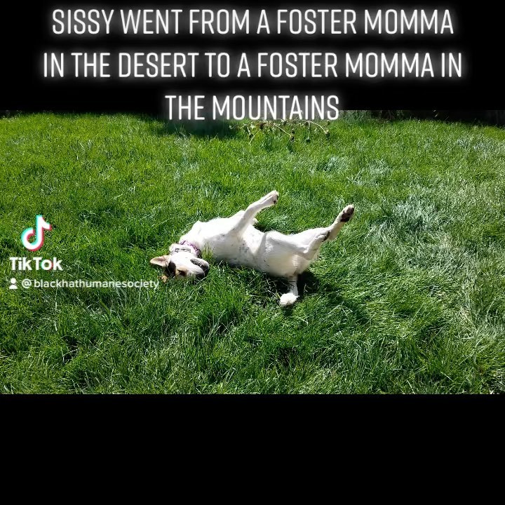 Foster mom Karen took this great video of Sissy’s first time in grass <a target='_blank' href='https://www.instagram.com/explore/tags/newenvironment/'>#newenvironment</a> <a target='_blank' href='https://www.instagram.com/explore/tags/fosterdogsofinstagram/'>#fosterdogsofinstagram</a>