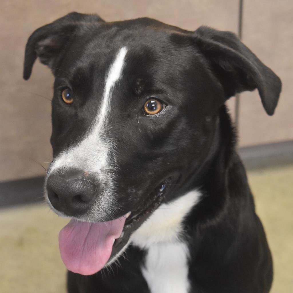 We’ve got quite a lot of available dogs looking for their furever homes! Make an appointment to come check out these sweet furballs! 
Hurry! our $99 promotion ends on September 23rd!

Make appointment here: https://app.waitwhile.com/book/adoptionportal