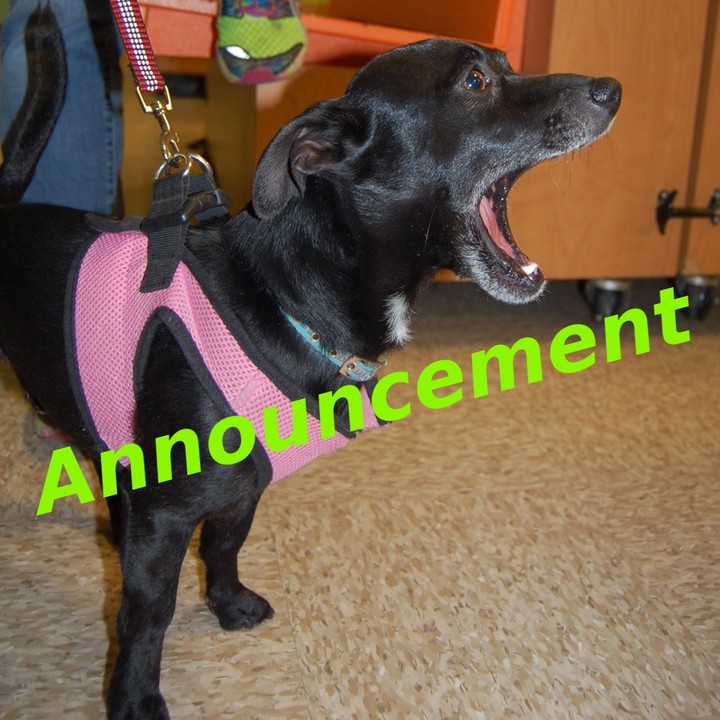 The dog adoption clinic scheduled for this Saturday, September 11th, has been canceled.  The cat adoption clinic will be held as usual.  Thank you for understanding.