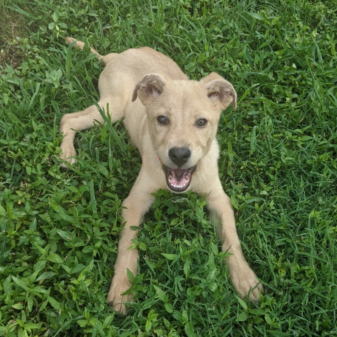 From this to that 
Zemo lived in AC for way too long before he was given another chance. 

Now he loves hanging out with his foster siblings, going on car rides, camping, cuddling, and well, pretty much everything. 

Zemo is estimated to be about 5 months old. He will be available for adoption soon and is starting to take applications. 

This is why we do this. Giving dogs like Zemo a chance. Look at the difference a little love makes 😍