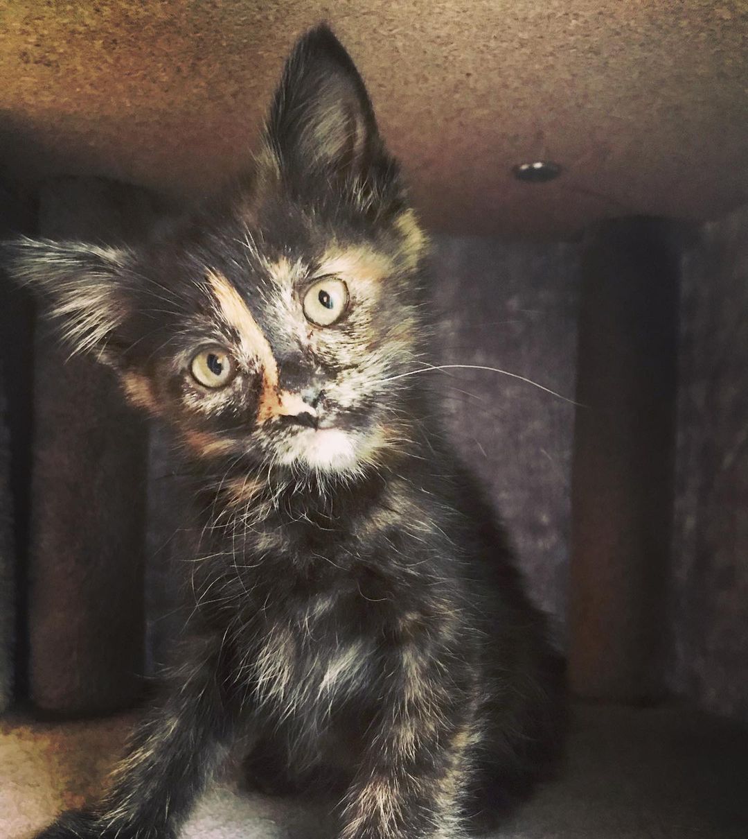 Joy is now available for adoption, currently in foster care. She is very sweet and tender. But don’t let her fool you. She also loves being the leader and is currently running the show with the adult cats in her foster home!

<a target='_blank' href='https://www.instagram.com/explore/tags/BMHAKittens/'>#BMHAKittens</a> <a target='_blank' href='https://www.instagram.com/explore/tags/RescueKittensofInstagram/'>#RescueKittensofInstagram</a> <a target='_blank' href='https://www.instagram.com/explore/tags/FurreverHome/'>#FurreverHome</a>