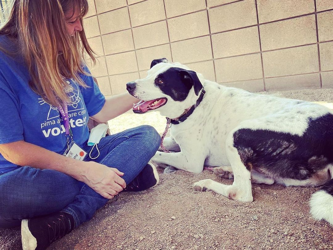 Our boy “Pongo” is looking for a MEDICAL FOSTER, to help with his rehabilitation! This poor guy has not been well-cared for and it shows. We anticipate some major orthopedic surgical treatments to be upcoming. However, first we need to get Pongo off of death-row at the county shelter (PACC), where his 🆘deadline date is SATURDAY 9/18🆘

Pongo can be described as…
✅gentle
✅affectionate 
✅treat motivated (takes treats gently)

Our rescue will facilitate and support his full care, and we just need a safe home for him to rest and recover.
Please use the links below to apply for fostering Pongo, and/or donate to support his medical care.

DONATE:
PayPal.me/lucyshope

https://checkout.shelterluv.com/donate/LHSR

FOSTER/ADOPT:
The direct link to adopt is https://www.shelterluv.com/matchme/adopt/LHSR/Dog and the direct link to foster is https://www.shelterluv.com/matchme/foster/LHSR/Dog.  <a target='_blank' href='https://www.instagram.com/explore/tags/dog/'>#dog</a> <a target='_blank' href='https://www.instagram.com/explore/tags/dogoftheday/'>#dogoftheday</a> <a target='_blank' href='https://www.instagram.com/explore/tags/rescueisbest/'>#rescueisbest</a> <a target='_blank' href='https://www.instagram.com/explore/tags/lucyshoperescue/'>#lucyshoperescue</a>