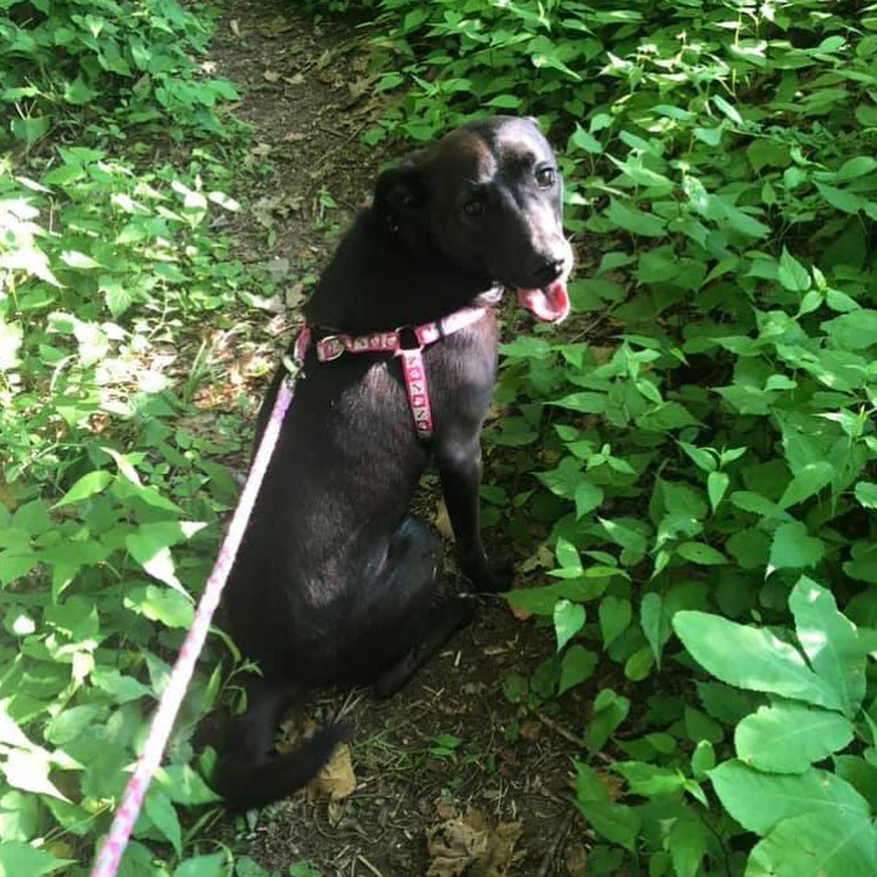 Meet Nova! Nova is the cutest little lab mix that is estimated to be around 2 years old. She is such a sweet girl that loves women and children; however, she is scared of men and we are unsure of what happened with her previous male owner to make her afraid. We are working on overcoming that fear with her and she is starting to make some progress! Nova would do best as the only animal in the home. Nova loves to go on walks and would even be content running around in a fenced in yard where she can play an endless game of fetch. Nova is so sweet and loves to give kisses and cuddles. We would love to find the perfect home for her that will continue to work with her and give her a loving home.
If you are interested in adopting Nova, please fill out an adoption application on our website: www.TheAnimalHavenCT.org or contact us for more information 🐾