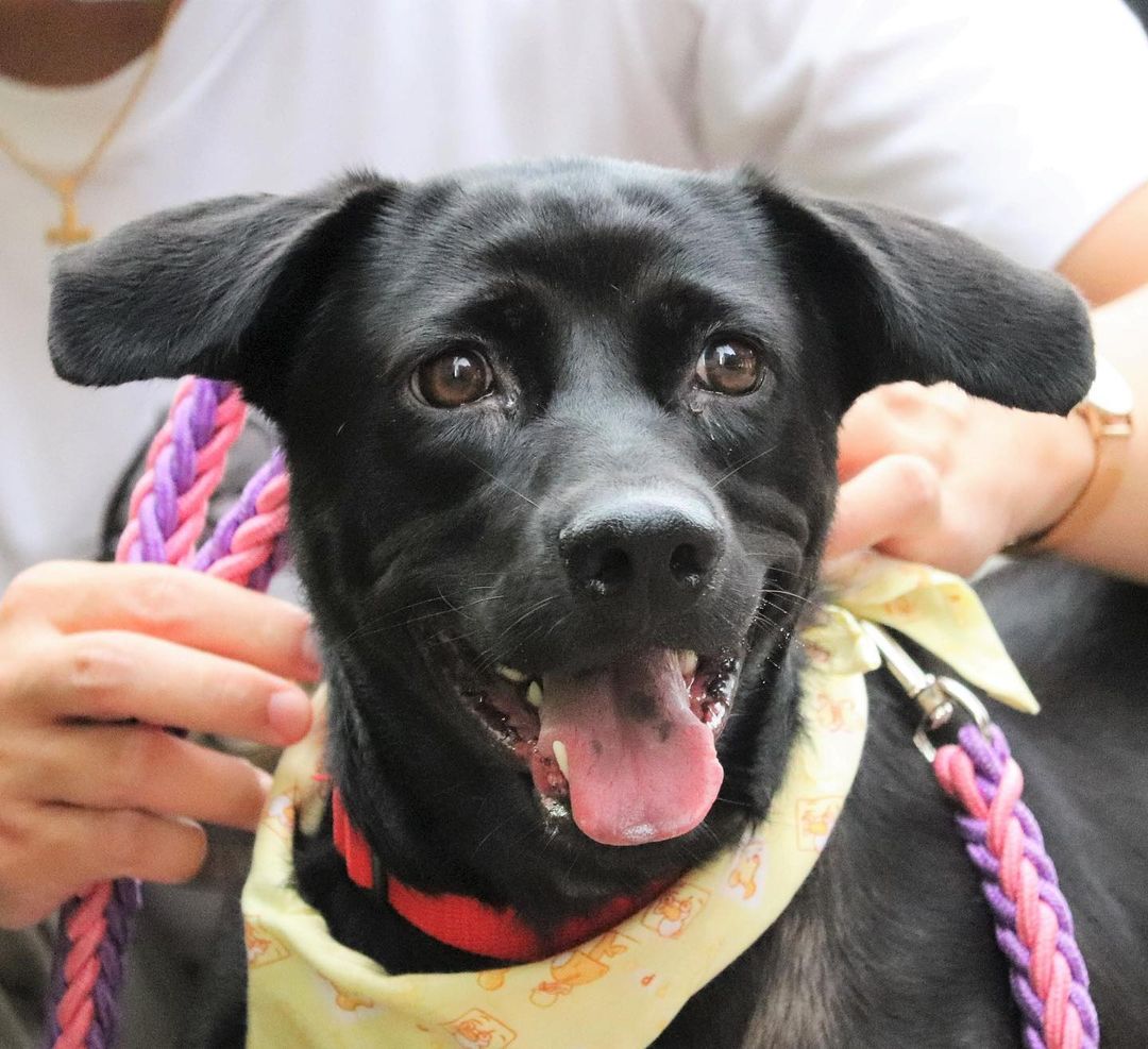 ⭐️ ADOPTED! ⭐️
Meet Onyx! Onyx is adoptable in the SF Bay Area!
.
Quick facts;
Female
40 lbs
3.5 Years Old 
✔️Housebroken
✔️Vaccinated
✔️Microchipped
✔️Dog Friendly
✔️Cat Friendly
✔️OK with Kids 10+
⚠️Can be Shy & Noise Sensitive
⚠️Crate training
.
Onyx was a stray puppy dropped off at a public shelter at just 3 months old, and she stayed at that shelter with no adoption interested for a whopping three years! @haro_tw decided to bail her out of the shelter and get her into foster care, where she would have a better chance of acclimating to home life and being adopted.
.
Having had no exposure to the outside world for so long, Onyx was very shy and noise sensitive when moving to a more urban area. She has done very well decompressing with her foster family, who walk her daily and desensitize her to new environments and sounds, but she can still get spooked by loud unexpected noises. Onyx can be shy and submissive meeting new dogs, but is curious and will approach and sniff them. 
.
Onyx can be shy meeting new people but is curious to sniff and meet new people and accepts pets and handling without any issues. She has warmed up to her foster family very well and is playful (loves toys) and eager to please and do commands for treats. She has no resource guarding and is good on car rides. She is still in the process of learning how to walk nicely on leash.
.
The perfect family for Onyx would be one that can continue building her confidence and training her basic obedience.
. 
If you’re interested in adopting Onyx, please apply at harasf.org/application!
.
.
.
<a target='_blank' href='https://www.instagram.com/explore/tags/adoptable/'>#adoptable</a> <a target='_blank' href='https://www.instagram.com/explore/tags/adoptme/'>#adoptme</a> <a target='_blank' href='https://www.instagram.com/explore/tags/adoptabledog/'>#adoptabledog</a> <a target='_blank' href='https://www.instagram.com/explore/tags/adoptablepuppy/'>#adoptablepuppy</a> <a target='_blank' href='https://www.instagram.com/explore/tags/mixeddog/'>#mixeddog</a> <a target='_blank' href='https://www.instagram.com/explore/tags/spitzmix/'>#spitzmix</a> <a target='_blank' href='https://www.instagram.com/explore/tags/sfbayarea/'>#sfbayarea</a> <a target='_blank' href='https://www.instagram.com/explore/tags/adoptabledogsofinstagram/'>#adoptabledogsofinstagram</a> <a target='_blank' href='https://www.instagram.com/explore/tags/taiwanrescuedog/'>#taiwanrescuedog</a> <a target='_blank' href='https://www.instagram.com/explore/tags/taiwaneserescuedog/'>#taiwaneserescuedog</a> <a target='_blank' href='https://www.instagram.com/explore/tags/fmd/'>#fmd</a> <a target='_blank' href='https://www.instagram.com/explore/tags/formosanmountaindog/'>#formosanmountaindog</a>