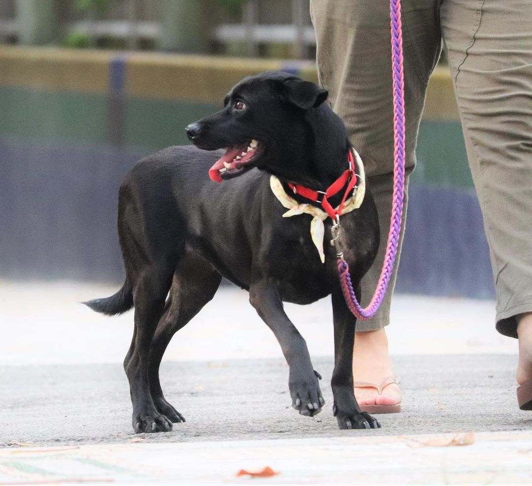 ⭐️ ADOPTED! ⭐️
Meet Onyx! Onyx is adoptable in the SF Bay Area!
.
Quick facts;
Female
40 lbs
3.5 Years Old 
✔️Housebroken
✔️Vaccinated
✔️Microchipped
✔️Dog Friendly
✔️Cat Friendly
✔️OK with Kids 10+
⚠️Can be Shy & Noise Sensitive
⚠️Crate training
.
Onyx was a stray puppy dropped off at a public shelter at just 3 months old, and she stayed at that shelter with no adoption interested for a whopping three years! @haro_tw decided to bail her out of the shelter and get her into foster care, where she would have a better chance of acclimating to home life and being adopted.
.
Having had no exposure to the outside world for so long, Onyx was very shy and noise sensitive when moving to a more urban area. She has done very well decompressing with her foster family, who walk her daily and desensitize her to new environments and sounds, but she can still get spooked by loud unexpected noises. Onyx can be shy and submissive meeting new dogs, but is curious and will approach and sniff them. 
.
Onyx can be shy meeting new people but is curious to sniff and meet new people and accepts pets and handling without any issues. She has warmed up to her foster family very well and is playful (loves toys) and eager to please and do commands for treats. She has no resource guarding and is good on car rides. She is still in the process of learning how to walk nicely on leash.
.
The perfect family for Onyx would be one that can continue building her confidence and training her basic obedience.
. 
If you’re interested in adopting Onyx, please apply at harasf.org/application!
.
.
.
<a target='_blank' href='https://www.instagram.com/explore/tags/adoptable/'>#adoptable</a> <a target='_blank' href='https://www.instagram.com/explore/tags/adoptme/'>#adoptme</a> <a target='_blank' href='https://www.instagram.com/explore/tags/adoptabledog/'>#adoptabledog</a> <a target='_blank' href='https://www.instagram.com/explore/tags/adoptablepuppy/'>#adoptablepuppy</a> <a target='_blank' href='https://www.instagram.com/explore/tags/mixeddog/'>#mixeddog</a> <a target='_blank' href='https://www.instagram.com/explore/tags/spitzmix/'>#spitzmix</a> <a target='_blank' href='https://www.instagram.com/explore/tags/sfbayarea/'>#sfbayarea</a> <a target='_blank' href='https://www.instagram.com/explore/tags/adoptabledogsofinstagram/'>#adoptabledogsofinstagram</a> <a target='_blank' href='https://www.instagram.com/explore/tags/taiwanrescuedog/'>#taiwanrescuedog</a> <a target='_blank' href='https://www.instagram.com/explore/tags/taiwaneserescuedog/'>#taiwaneserescuedog</a> <a target='_blank' href='https://www.instagram.com/explore/tags/fmd/'>#fmd</a> <a target='_blank' href='https://www.instagram.com/explore/tags/formosanmountaindog/'>#formosanmountaindog</a>