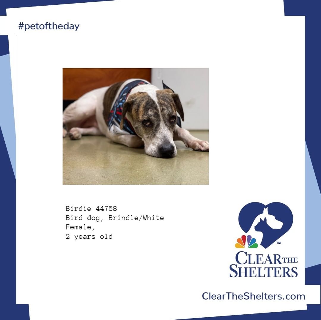 Birdie <a target='_blank' href='https://www.instagram.com/explore/tags/petoftheday/'>#petoftheday</a> <a target='_blank' href='https://www.instagram.com/explore/tags/cleartheshelters/'>#cleartheshelters</a> @greatergoodcharities  @werescue.pet  @hillspet  @iheartdogscom