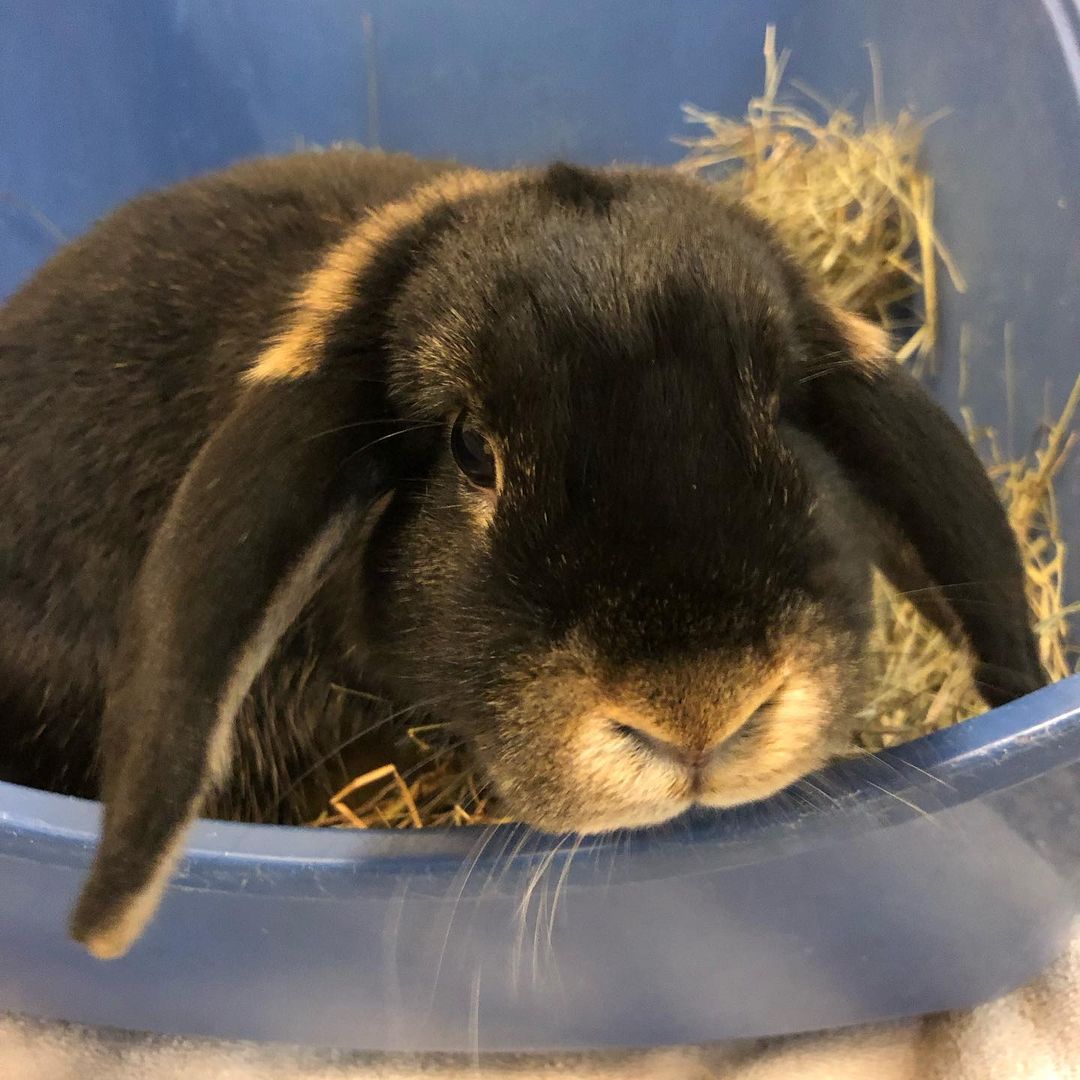 Hoppy Friday, everybunny, courtesy of adorable little Sonic! Sonic is a 5-month-old spayed female available for adoption. She’s here with her two sisters, Pixel and Sprinkles, and also her mom and aunt! All are so very lovely and charming, and so deserving of their very own homes. Give us a call at 802-484-5829 to setup an appointment to meet these gorgeous gals! <a target='_blank' href='https://www.instagram.com/explore/tags/bunnylove/'>#bunnylove</a> <a target='_blank' href='https://www.instagram.com/explore/tags/rabbitsofinstagram/'>#rabbitsofinstagram</a> <a target='_blank' href='https://www.instagram.com/explore/tags/adopt/'>#adopt</a>