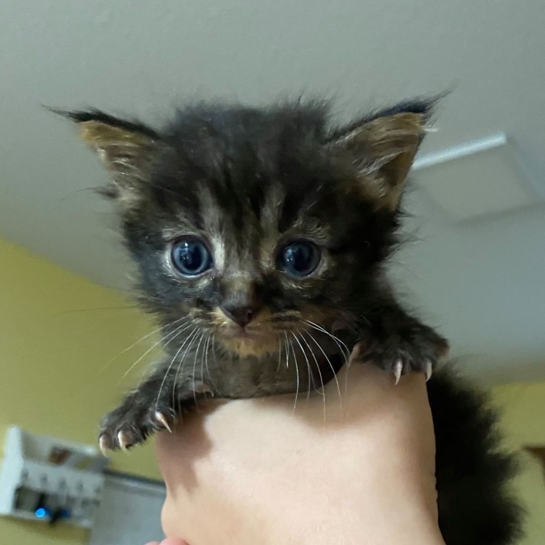 🧇Who wants brunch?!

Meet Egg 🍳 and Toast 🍞, our two newest fosters!

✨These babies came to us from@chiquitins.cat.project in Anderson, SC after they were found during a TNR (Trap Neuter Return) project. As a foster-based organization, we love when we can support other organizations doing work to help our local cat community.

✨Chiquitin's Cat Project is a TNR 501c3 located in Anderson, SC, and since the beginning of this year had TNRed close to 300 feral cats! Isn't that amazing?!

✨If you aren't already following them, please consider doing so ASAP! & give a warm welcome to Egg & Toast!