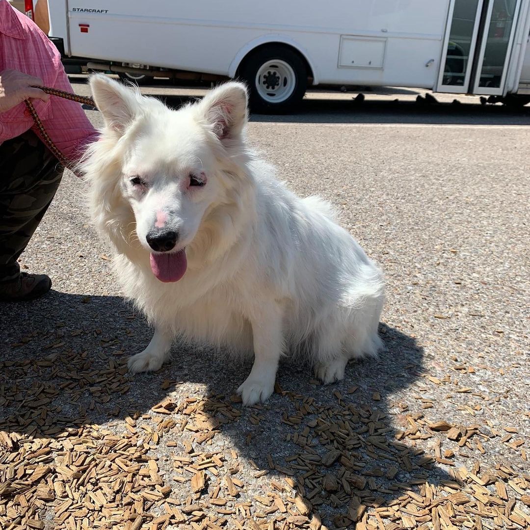 Sometimes, we’re contacted about a pup in a shelter and we just know that the dog needs rescue in order to have a good outcome. 

Meet Zena. She’s been at the shelter since July, and this is at *least* the second time she has been surrendered there. She’s just over a year and a half old. 

How can this be? She looks so sweet! According to her history given at each surrender, Zena bites. She has not caused serious injury, but she has bitten other dogs, adults, and children. 

Do we think she is just an aggressive dog? No. What we think is she is a deaf dog, who likely doesn’t see well (don’t her eyes look painful?), whom no one took the time to teach about the world. Impaired dogs often find the world scary, and can be easily startled. 

Zena presents as a fearful, shy dog. Unfortunately, we cannot adopt out a dog with her bite history, so we scrambled to find her a safe place. 

Enter the kind folks at @Daisy Farm Sanctuary. They don’t have room for her at this precise moment, but they soon will. She will be safe there, she will be loved, and she will have her medical needs seen to for the rest of her days. 

Our fab volunteer Glenda picked miss Zena up yesterday, to take her to boarding. The staff at boarding is prepared for her, and will make sure to keep her and themselves safe while she stays there. She is very scared, but has not exhibited any desire to do anything but hide so far. 

We need to keep Zena safe until Daisy Farm is ready for her. She deserves to know what life is like without painful eyes, without being afraid… she deserves to know safety and love. 

Can you help us? We don’t have an exact time that Daisy Farm will be ready as of yet. Until then, Zena will be in boarding, which costs $ daily. 

The price is worth it for her to be safe. In addition to the cost of boarding, we need to get this little lady seen by the folks at Eyecare for Animals. We need to see what is going on with her eyes, and learn what she needs to be comfortable. 

Please help, if you can. Zena needed us and we just couldn’t say no. Things fell into place to allow her to be safe, and we couldn’t leave her to an unknown future.