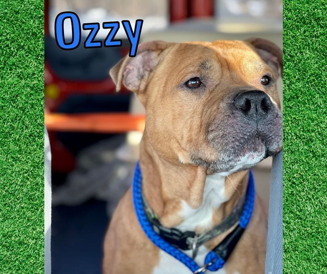 Ozzy would like to wish everyone a very happy Labor Day! 
This goofball is available for adoption here at the Shelter of Hope. We aren't sure if Oz is aware, but we think his mission is to make us smile! He never fails. Oz is roughly 7, neutered, UTD on vaccinations, tested, microchipped, etc! 
One of Ozzy's requests is a home with no cats or super small children. He is not a fan of kitties. We won't say the same about children. Oz doesn't always know when to dial it back, but CERTAINLY knows how to roll on his back for belly rubs! IF you think you or someone you know may be a good match for Mr. Ozzy, please take the time to fill out a Dog Adopter Survey via our website! This quirky pooch is ready to make his match! 
https://www.yateshumane.org/dog-adopter-survey