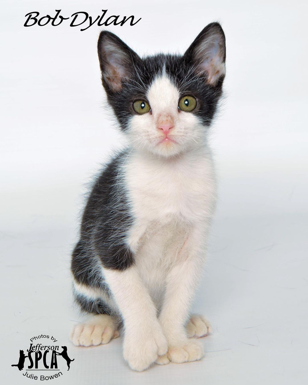 Meet Bob Marley, Bob Ross & Bob Dylan! 

Update: Bob Dylan adoption pending!

These 3 boys are some of our sweetest and most affectionate kittens. They are about 3.5 months old.  They are very well socialized as we have a playroom and let all our kittens play together. 

Bob Ross and Bob Dylan are polydactyl and Bob Dylan is also has a bobtail. They are all neutered, UTD on vaccines, microchipped and tested negative for FeLV/FIV/HW. Adoption fee is $65 or we prefer our kittens to go in pairs because kittens need friends if you don’t have other felines, a pair adoption fee is $100. All applications are subject to approval.

Email Rachel@jeffersonspca.org for an application.