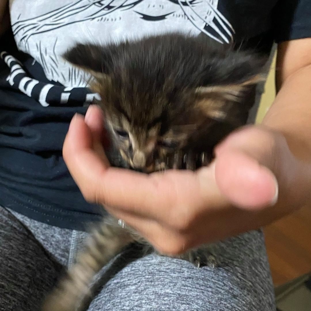 🧇Who wants brunch?!

Meet Egg 🍳 and Toast 🍞, our two newest fosters!

✨These babies came to us from@chiquitins.cat.project in Anderson, SC after they were found during a TNR (Trap Neuter Return) project. As a foster-based organization, we love when we can support other organizations doing work to help our local cat community.

✨Chiquitin's Cat Project is a TNR 501c3 located in Anderson, SC, and since the beginning of this year had TNRed close to 300 feral cats! Isn't that amazing?!

✨If you aren't already following them, please consider doing so ASAP! & give a warm welcome to Egg & Toast!