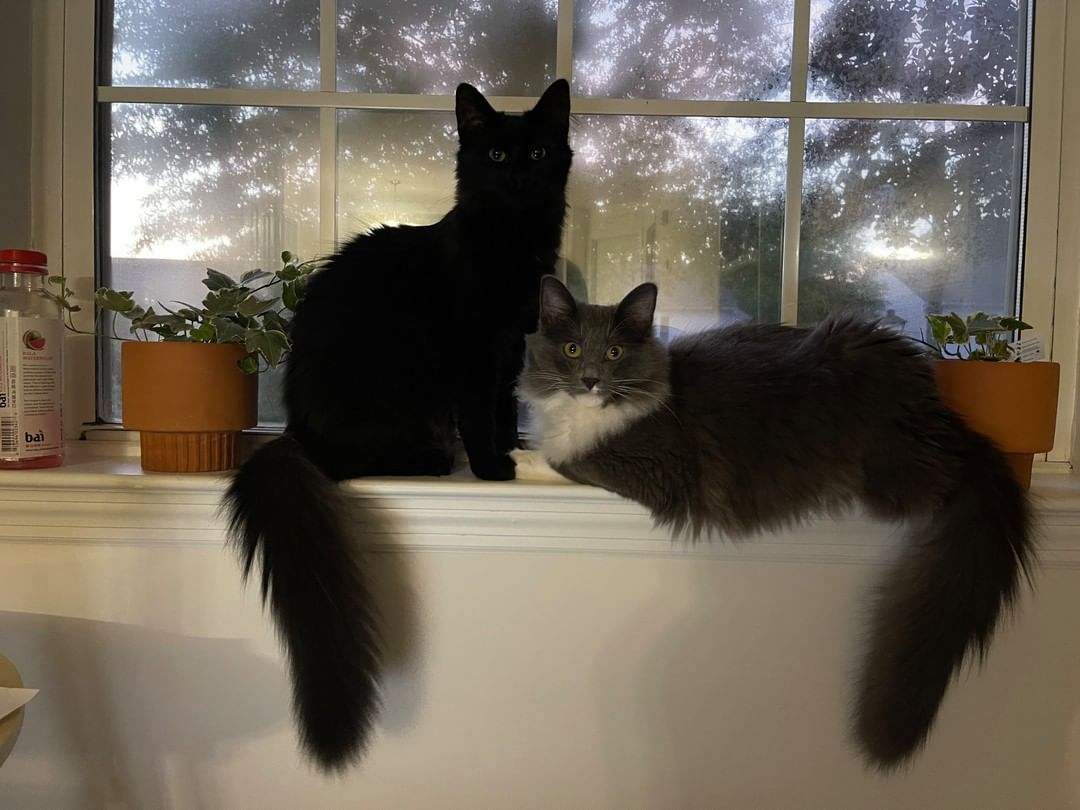 ⚠️EMERGENCY TEMPORARY FOSTER NEEDED ASAP⚠️

We are currently in need for a temporary foster home for two, long-haired nearly 1 year old cats. They are sweet as can be, great temperament, they just need a safe place to crash for a week.

💥We need to place these babies either today or tomorrow💥

We normally don’t have a need for this type of foster, but this is a special circumstance.
If you think you can help, please email us at mary@misseixieskittenrescue.org OR fill out a foster application below:
https://forms.gle/ogNxVioF167EfEGv6