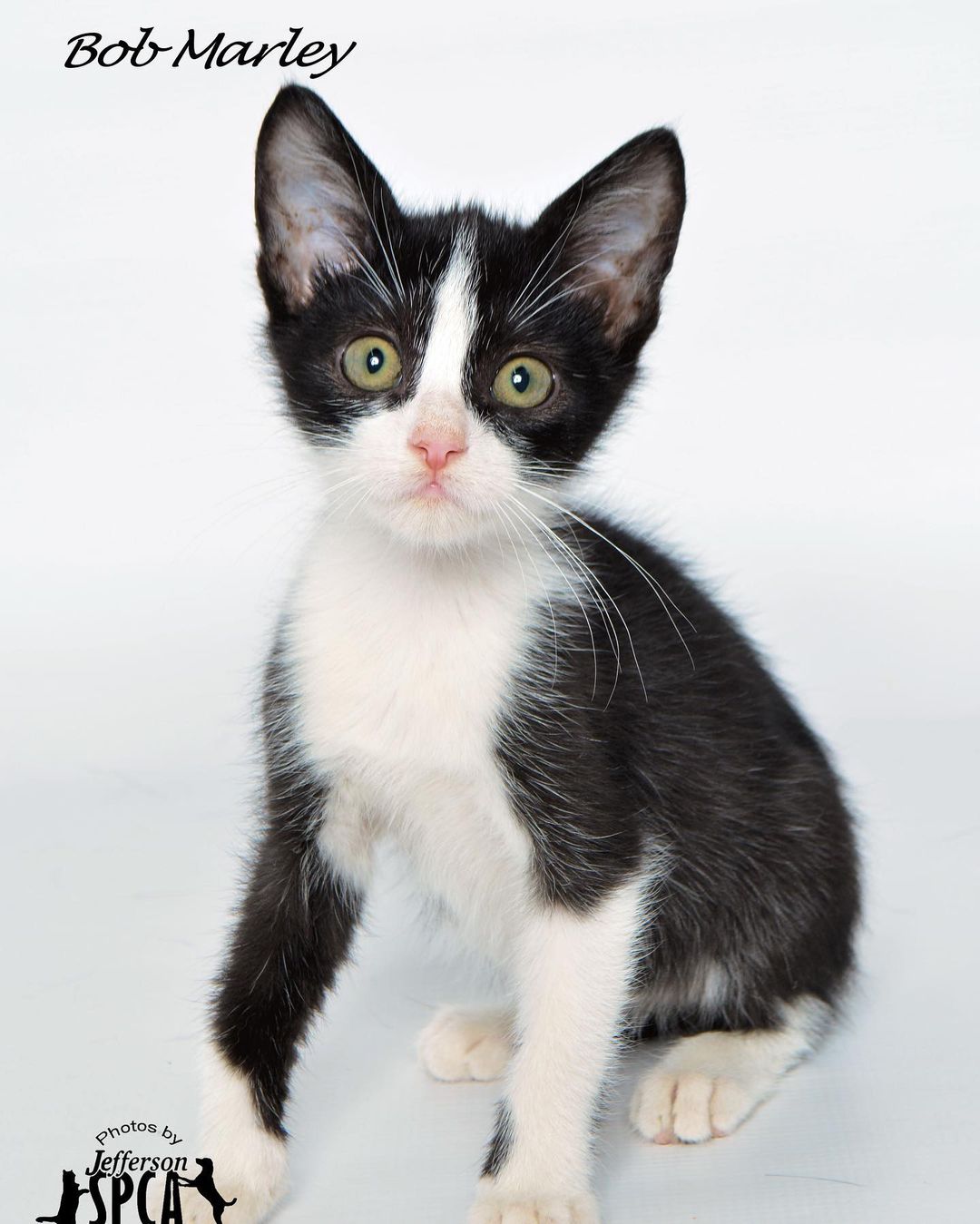 Meet Bob Marley, Bob Ross & Bob Dylan! 

Update: Bob Dylan adoption pending!

These 3 boys are some of our sweetest and most affectionate kittens. They are about 3.5 months old.  They are very well socialized as we have a playroom and let all our kittens play together. 

Bob Ross and Bob Dylan are polydactyl and Bob Dylan is also has a bobtail. They are all neutered, UTD on vaccines, microchipped and tested negative for FeLV/FIV/HW. Adoption fee is $65 or we prefer our kittens to go in pairs because kittens need friends if you don’t have other felines, a pair adoption fee is $100. All applications are subject to approval.

Email Rachel@jeffersonspca.org for an application.