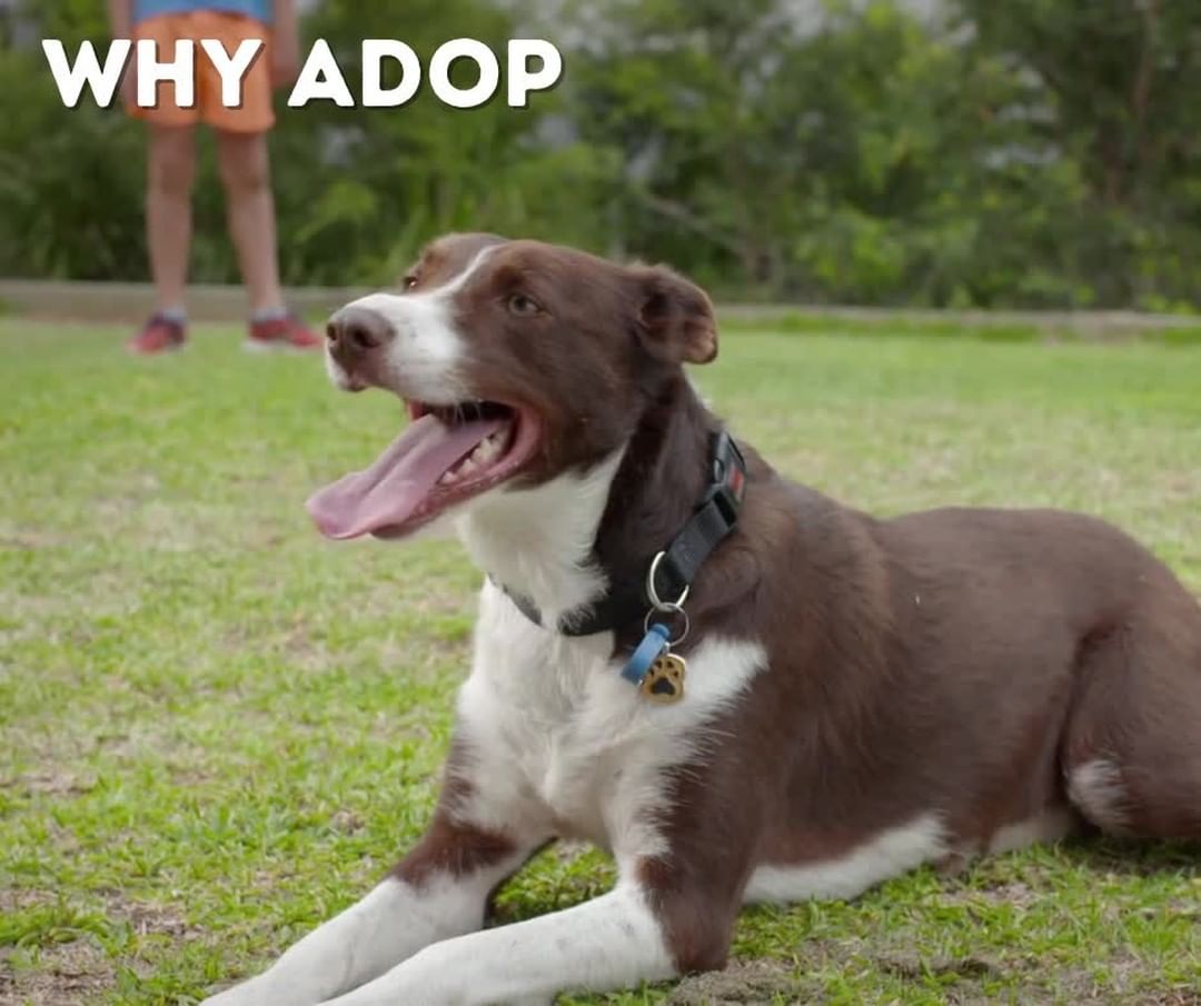 Did you know there are health benefits to adopting a pet? Adopt your new companion at Irving Animal Care Campus during this year’s <a target='_blank' href='https://www.instagram.com/explore/tags/CleartheShelters/'>#CleartheShelters</a> event. Visit CityofIrving.org/CleartheShelters for more information. <a target='_blank' href='https://www.instagram.com/explore/tags/IrvingAnimalShelters/'>#IrvingAnimalShelters</a>