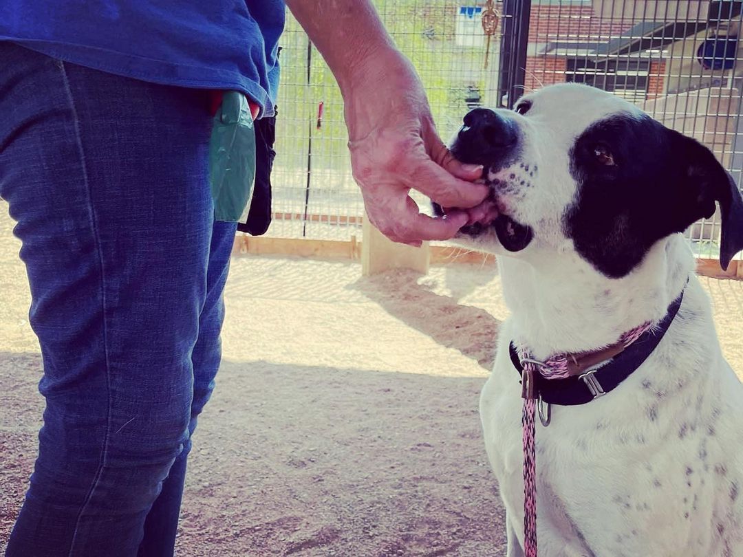 Our boy “Pongo” is looking for a MEDICAL FOSTER, to help with his rehabilitation! This poor guy has not been well-cared for and it shows. We anticipate some major orthopedic surgical treatments to be upcoming. However, first we need to get Pongo off of death-row at the county shelter (PACC), where his 🆘deadline date is SATURDAY 9/18🆘

Pongo can be described as…
✅gentle
✅affectionate 
✅treat motivated (takes treats gently)

Our rescue will facilitate and support his full care, and we just need a safe home for him to rest and recover.
Please use the links below to apply for fostering Pongo, and/or donate to support his medical care.

DONATE:
PayPal.me/lucyshope

https://checkout.shelterluv.com/donate/LHSR

FOSTER/ADOPT:
The direct link to adopt is https://www.shelterluv.com/matchme/adopt/LHSR/Dog and the direct link to foster is https://www.shelterluv.com/matchme/foster/LHSR/Dog.  <a target='_blank' href='https://www.instagram.com/explore/tags/dog/'>#dog</a> <a target='_blank' href='https://www.instagram.com/explore/tags/dogoftheday/'>#dogoftheday</a> <a target='_blank' href='https://www.instagram.com/explore/tags/rescueisbest/'>#rescueisbest</a> <a target='_blank' href='https://www.instagram.com/explore/tags/lucyshoperescue/'>#lucyshoperescue</a>