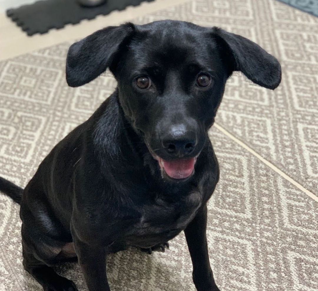 ⭐️ ADOPTED! ⭐️
Meet Onyx! Onyx is adoptable in the SF Bay Area!
.
Quick facts;
Female
40 lbs
3.5 Years Old 
✔️Housebroken
✔️Vaccinated
✔️Microchipped
✔️Dog Friendly
✔️Cat Friendly
✔️OK with Kids 10+
⚠️Can be Shy & Noise Sensitive
⚠️Crate training
.
Onyx was a stray puppy dropped off at a public shelter at just 3 months old, and she stayed at that shelter with no adoption interested for a whopping three years! @haro_tw decided to bail her out of the shelter and get her into foster care, where she would have a better chance of acclimating to home life and being adopted.
.
Having had no exposure to the outside world for so long, Onyx was very shy and noise sensitive when moving to a more urban area. She has done very well decompressing with her foster family, who walk her daily and desensitize her to new environments and sounds, but she can still get spooked by loud unexpected noises. Onyx can be shy and submissive meeting new dogs, but is curious and will approach and sniff them. 
.
Onyx can be shy meeting new people but is curious to sniff and meet new people and accepts pets and handling without any issues. She has warmed up to her foster family very well and is playful (loves toys) and eager to please and do commands for treats. She has no resource guarding and is good on car rides. She is still in the process of learning how to walk nicely on leash.
.
The perfect family for Onyx would be one that can continue building her confidence and training her basic obedience.
. 
If you’re interested in adopting Onyx, please apply at harasf.org/application!
.
.
.
<a target='_blank' href='https://www.instagram.com/explore/tags/adoptable/'>#adoptable</a> <a target='_blank' href='https://www.instagram.com/explore/tags/adoptme/'>#adoptme</a> <a target='_blank' href='https://www.instagram.com/explore/tags/adoptabledog/'>#adoptabledog</a> <a target='_blank' href='https://www.instagram.com/explore/tags/adoptablepuppy/'>#adoptablepuppy</a> <a target='_blank' href='https://www.instagram.com/explore/tags/mixeddog/'>#mixeddog</a> <a target='_blank' href='https://www.instagram.com/explore/tags/spitzmix/'>#spitzmix</a> <a target='_blank' href='https://www.instagram.com/explore/tags/sfbayarea/'>#sfbayarea</a> <a target='_blank' href='https://www.instagram.com/explore/tags/adoptabledogsofinstagram/'>#adoptabledogsofinstagram</a> <a target='_blank' href='https://www.instagram.com/explore/tags/taiwanrescuedog/'>#taiwanrescuedog</a> <a target='_blank' href='https://www.instagram.com/explore/tags/taiwaneserescuedog/'>#taiwaneserescuedog</a> <a target='_blank' href='https://www.instagram.com/explore/tags/fmd/'>#fmd</a> <a target='_blank' href='https://www.instagram.com/explore/tags/formosanmountaindog/'>#formosanmountaindog</a>