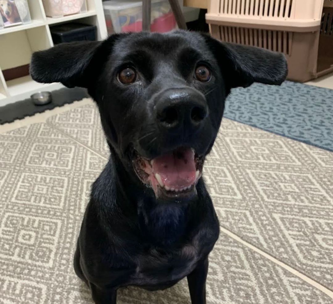 ⭐️ ADOPTED! ⭐️
Meet Onyx! Onyx is adoptable in the SF Bay Area!
.
Quick facts;
Female
40 lbs
3.5 Years Old 
✔️Housebroken
✔️Vaccinated
✔️Microchipped
✔️Dog Friendly
✔️Cat Friendly
✔️OK with Kids 10+
⚠️Can be Shy & Noise Sensitive
⚠️Crate training
.
Onyx was a stray puppy dropped off at a public shelter at just 3 months old, and she stayed at that shelter with no adoption interested for a whopping three years! @haro_tw decided to bail her out of the shelter and get her into foster care, where she would have a better chance of acclimating to home life and being adopted.
.
Having had no exposure to the outside world for so long, Onyx was very shy and noise sensitive when moving to a more urban area. She has done very well decompressing with her foster family, who walk her daily and desensitize her to new environments and sounds, but she can still get spooked by loud unexpected noises. Onyx can be shy and submissive meeting new dogs, but is curious and will approach and sniff them. 
.
Onyx can be shy meeting new people but is curious to sniff and meet new people and accepts pets and handling without any issues. She has warmed up to her foster family very well and is playful (loves toys) and eager to please and do commands for treats. She has no resource guarding and is good on car rides. She is still in the process of learning how to walk nicely on leash.
.
The perfect family for Onyx would be one that can continue building her confidence and training her basic obedience.
. 
If you’re interested in adopting Onyx, please apply at harasf.org/application!
.
.
.
<a target='_blank' href='https://www.instagram.com/explore/tags/adoptable/'>#adoptable</a> <a target='_blank' href='https://www.instagram.com/explore/tags/adoptme/'>#adoptme</a> <a target='_blank' href='https://www.instagram.com/explore/tags/adoptabledog/'>#adoptabledog</a> <a target='_blank' href='https://www.instagram.com/explore/tags/adoptablepuppy/'>#adoptablepuppy</a> <a target='_blank' href='https://www.instagram.com/explore/tags/mixeddog/'>#mixeddog</a> <a target='_blank' href='https://www.instagram.com/explore/tags/spitzmix/'>#spitzmix</a> <a target='_blank' href='https://www.instagram.com/explore/tags/sfbayarea/'>#sfbayarea</a> <a target='_blank' href='https://www.instagram.com/explore/tags/adoptabledogsofinstagram/'>#adoptabledogsofinstagram</a> <a target='_blank' href='https://www.instagram.com/explore/tags/taiwanrescuedog/'>#taiwanrescuedog</a> <a target='_blank' href='https://www.instagram.com/explore/tags/taiwaneserescuedog/'>#taiwaneserescuedog</a> <a target='_blank' href='https://www.instagram.com/explore/tags/fmd/'>#fmd</a> <a target='_blank' href='https://www.instagram.com/explore/tags/formosanmountaindog/'>#formosanmountaindog</a>