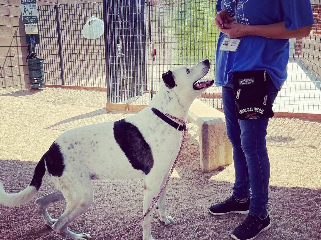 Our boy “Pongo” is looking for a MEDICAL FOSTER, to help with his rehabilitation! This poor guy has not been well-cared for and it shows. We anticipate some major orthopedic surgical treatments to be upcoming. However, first we need to get Pongo off of death-row at the county shelter (PACC), where his 🆘deadline date is SATURDAY 9/18🆘

Pongo can be described as…
✅gentle
✅affectionate 
✅treat motivated (takes treats gently)

Our rescue will facilitate and support his full care, and we just need a safe home for him to rest and recover.
Please use the links below to apply for fostering Pongo, and/or donate to support his medical care.

DONATE:
PayPal.me/lucyshope

https://checkout.shelterluv.com/donate/LHSR

FOSTER/ADOPT:
The direct link to adopt is https://www.shelterluv.com/matchme/adopt/LHSR/Dog and the direct link to foster is https://www.shelterluv.com/matchme/foster/LHSR/Dog.  <a target='_blank' href='https://www.instagram.com/explore/tags/dog/'>#dog</a> <a target='_blank' href='https://www.instagram.com/explore/tags/dogoftheday/'>#dogoftheday</a> <a target='_blank' href='https://www.instagram.com/explore/tags/rescueisbest/'>#rescueisbest</a> <a target='_blank' href='https://www.instagram.com/explore/tags/lucyshoperescue/'>#lucyshoperescue</a>