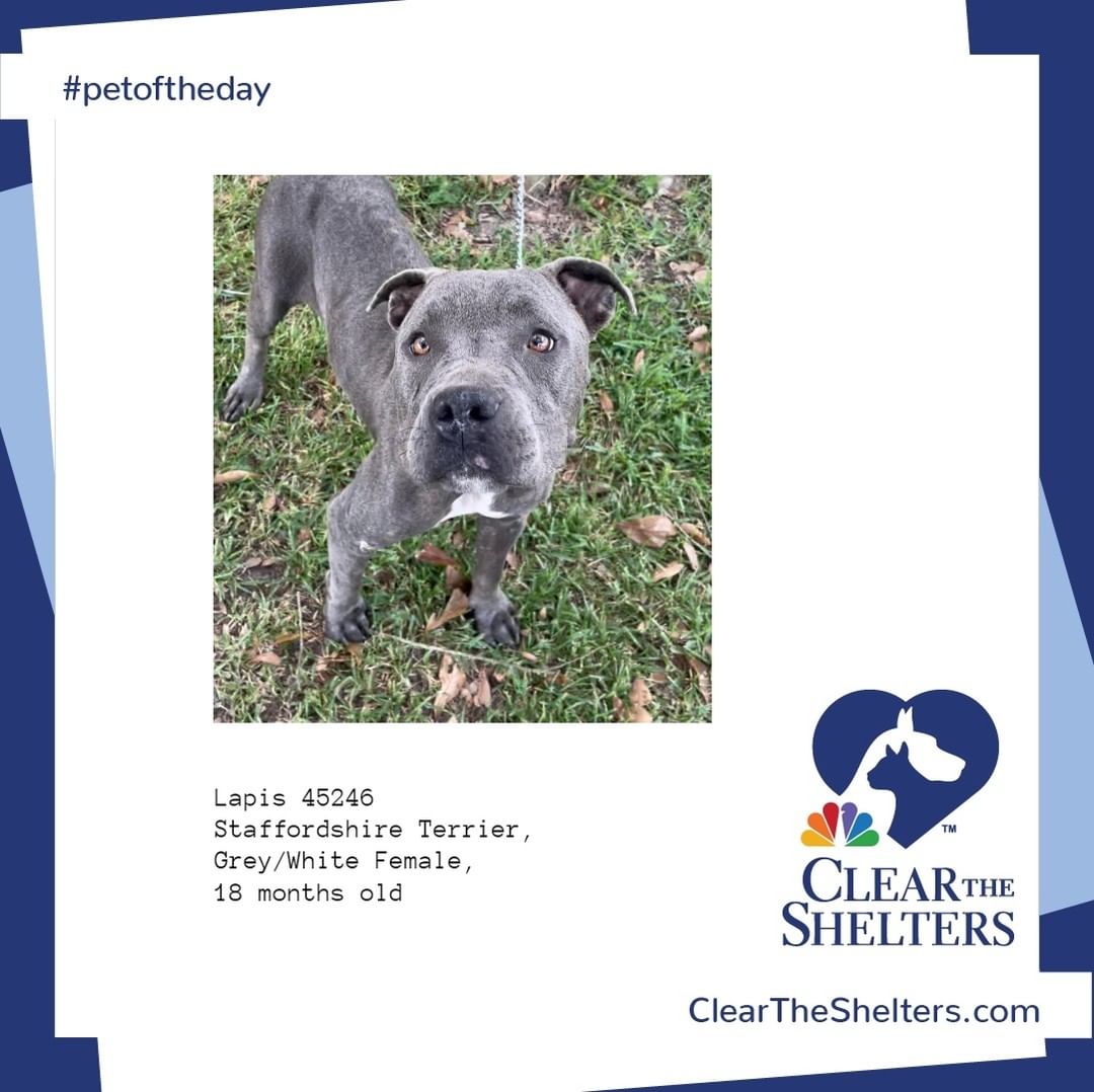 Lapis <a target='_blank' href='https://www.instagram.com/explore/tags/petoftheday/'>#petoftheday</a> <a target='_blank' href='https://www.instagram.com/explore/tags/cleartheshelters/'>#cleartheshelters</a> @greatergoodcharities  @werescue.pet  @hillspet @iheartdogscom