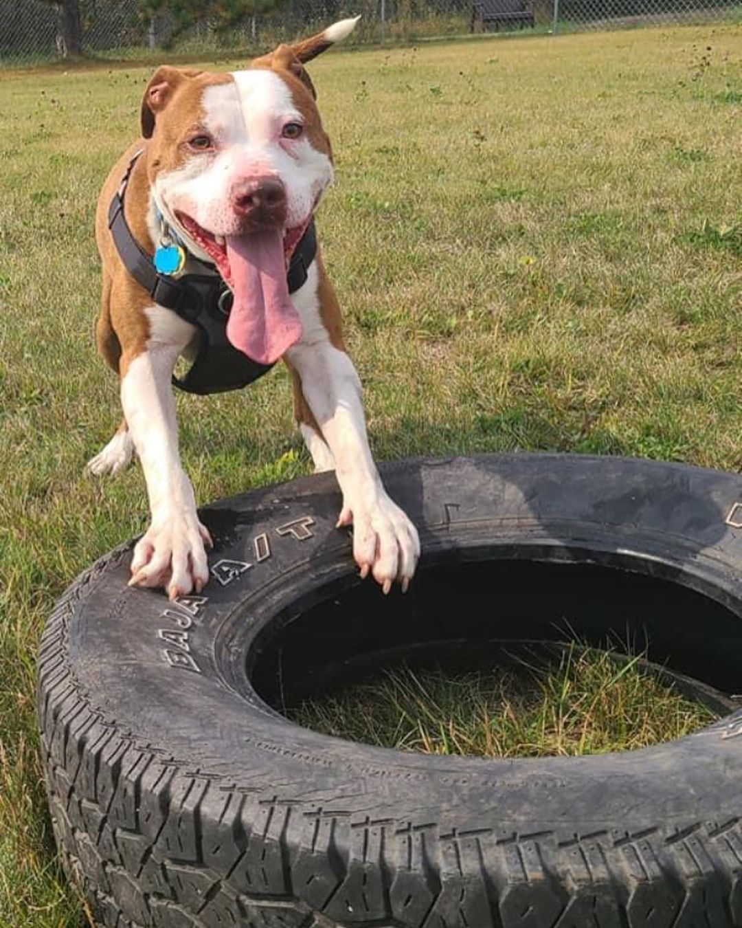 It looks like Mulligan appreciates finally having a toy he can’t destroy in a few seconds! 😂
.
.
.
<a target='_blank' href='https://www.instagram.com/explore/tags/RangeRescue/'>#RangeRescue</a> <a target='_blank' href='https://www.instagram.com/explore/tags/pitbullsofinstagram/'>#pitbullsofinstagram</a> <a target='_blank' href='https://www.instagram.com/explore/tags/destructivedog/'>#destructivedog</a> <a target='_blank' href='https://www.instagram.com/explore/tags/puremuscle/'>#puremuscle</a> <a target='_blank' href='https://www.instagram.com/explore/tags/mulligan/'>#mulligan</a> 🐶❤️