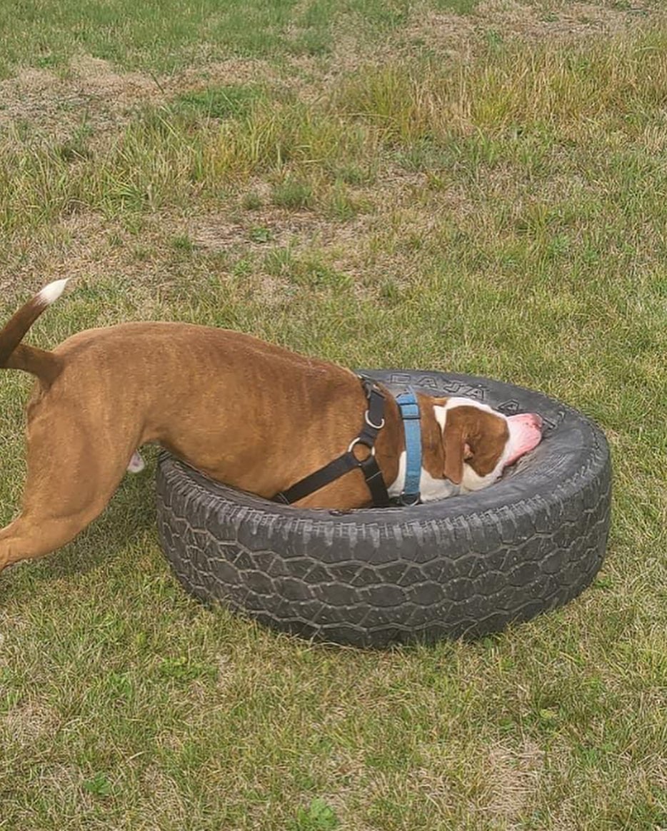 It looks like Mulligan appreciates finally having a toy he can’t destroy in a few seconds! 😂
.
.
.
<a target='_blank' href='https://www.instagram.com/explore/tags/RangeRescue/'>#RangeRescue</a> <a target='_blank' href='https://www.instagram.com/explore/tags/pitbullsofinstagram/'>#pitbullsofinstagram</a> <a target='_blank' href='https://www.instagram.com/explore/tags/destructivedog/'>#destructivedog</a> <a target='_blank' href='https://www.instagram.com/explore/tags/puremuscle/'>#puremuscle</a> <a target='_blank' href='https://www.instagram.com/explore/tags/mulligan/'>#mulligan</a> 🐶❤️